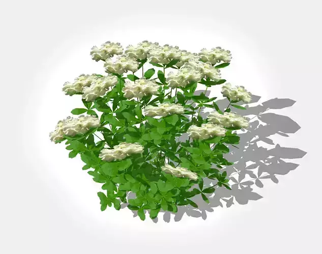 Plant Azalea - Rhododendron - White