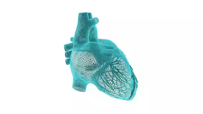 Realistic Human Heart 3D model