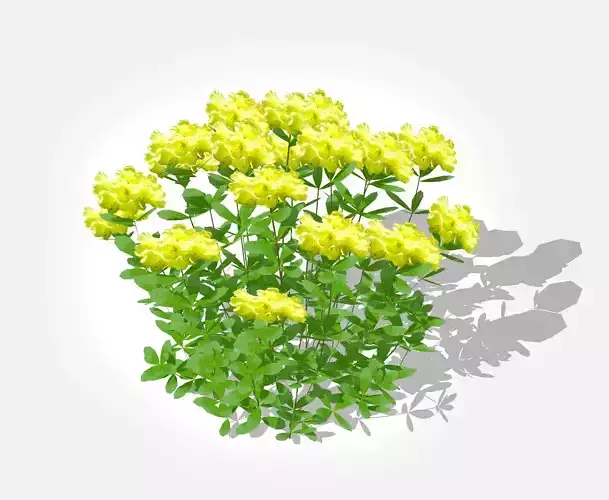 Plant Azalea -Rhododendron - Yellow