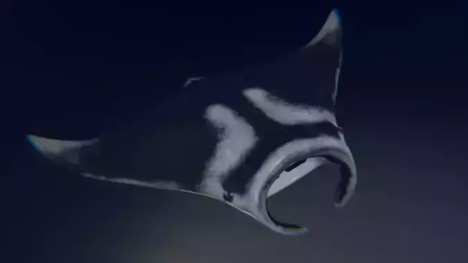 Realistic Giant Manta Ray - Mobula birostris