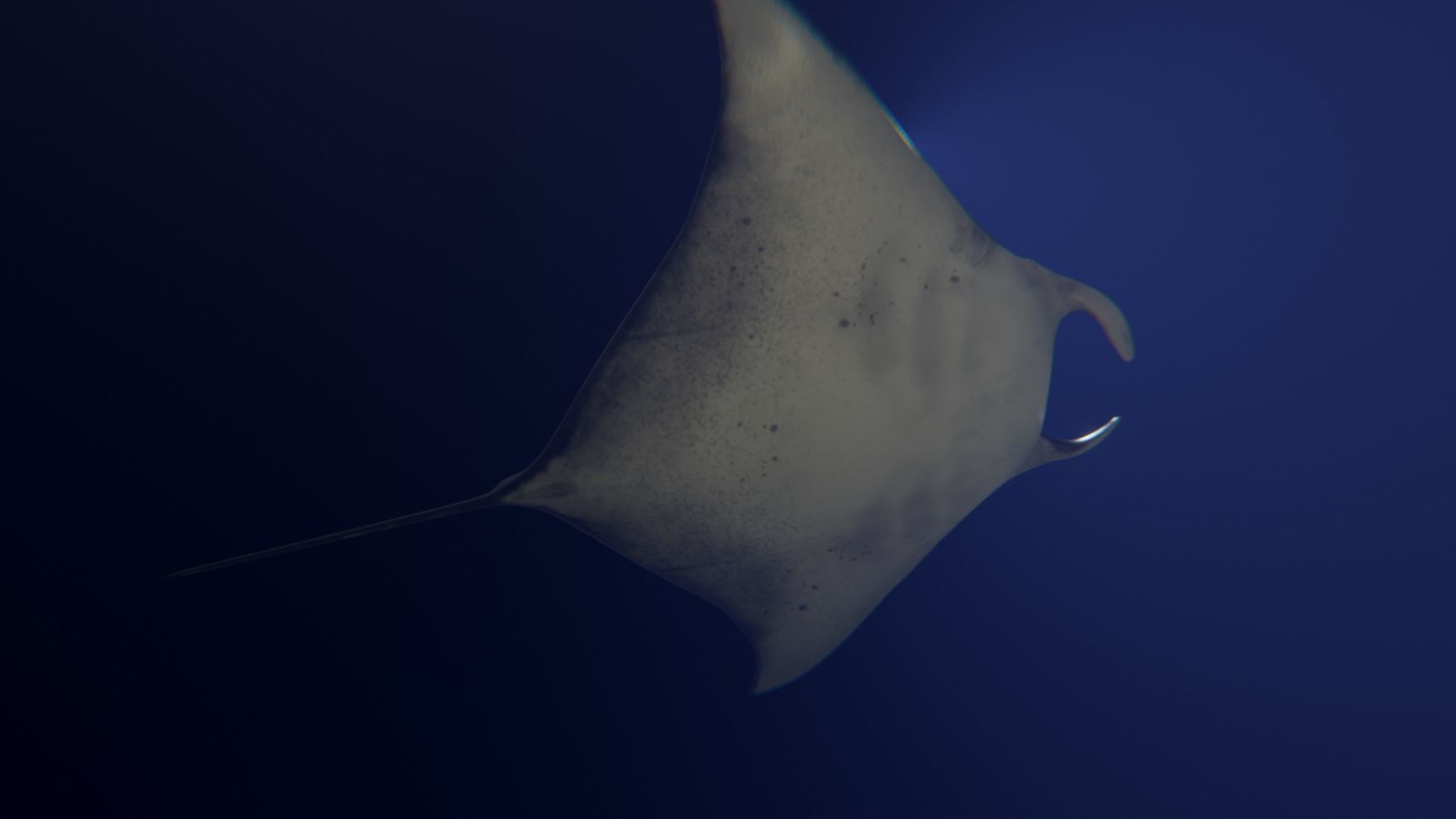 Realistic Giant Manta Ray - Mobula birostris 3D model_2