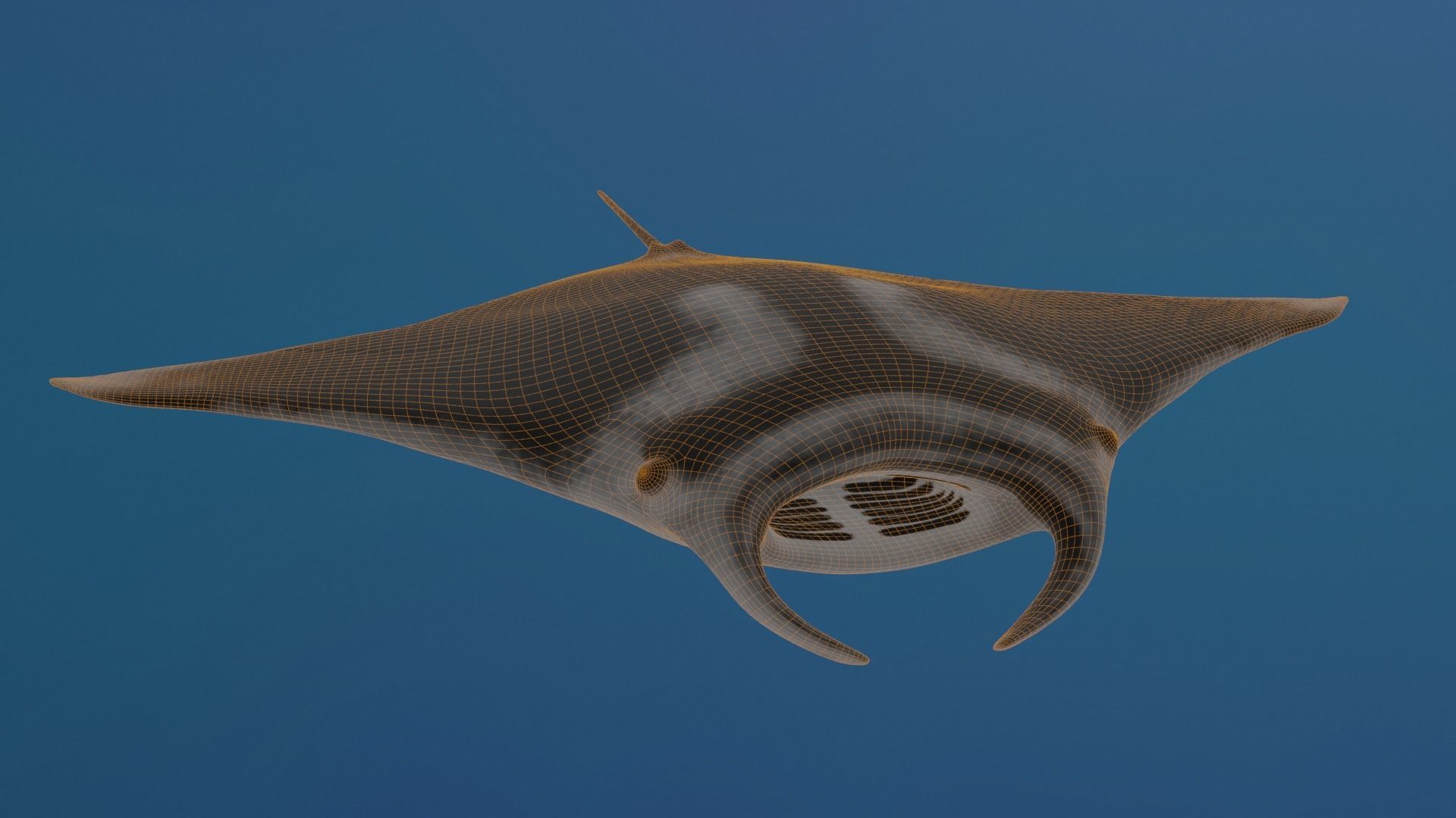 Realistic Giant Manta Ray - Mobula birostris 3D model_3
