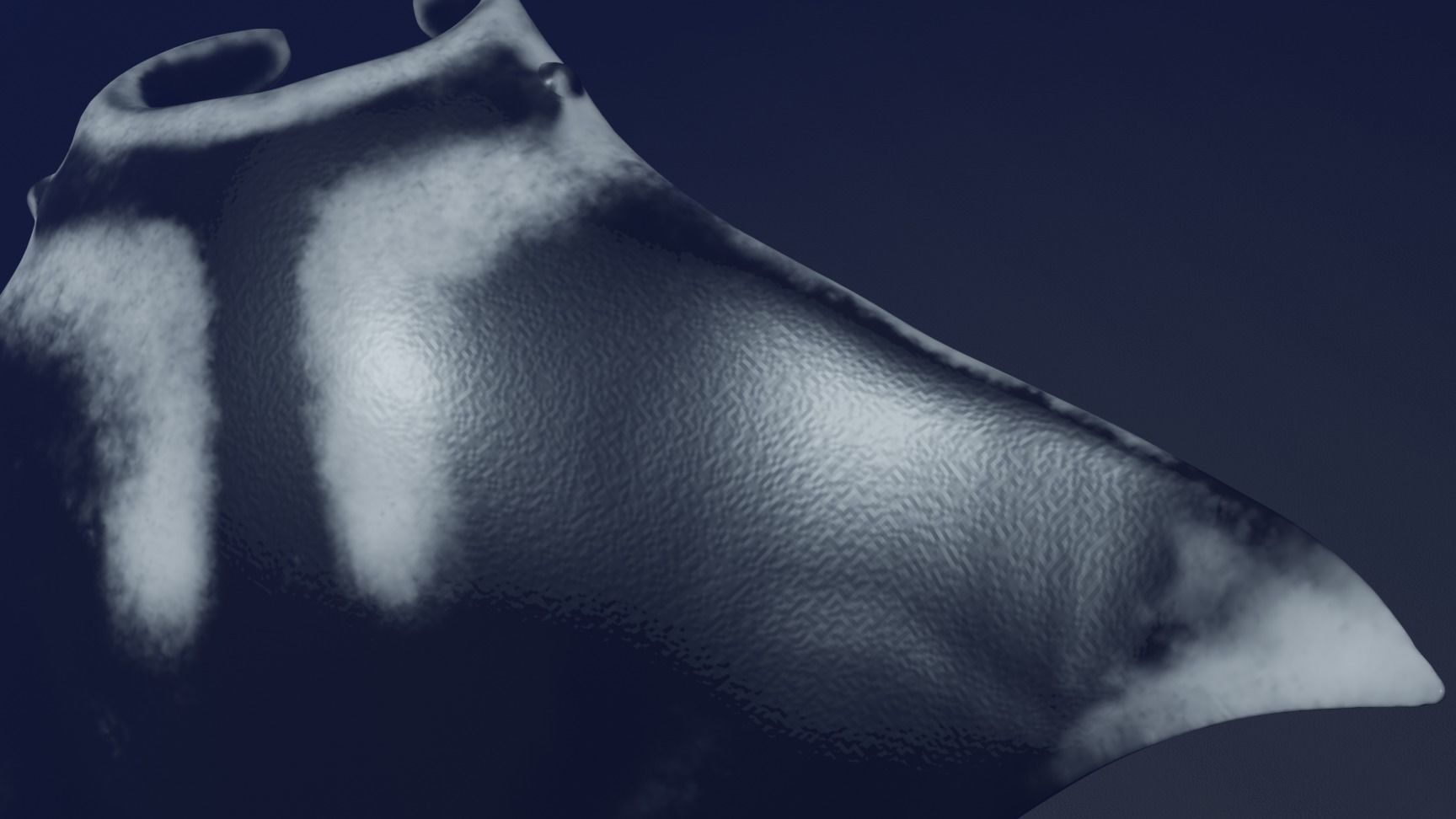 Realistic Giant Manta Ray - Mobula birostris 3D model_6