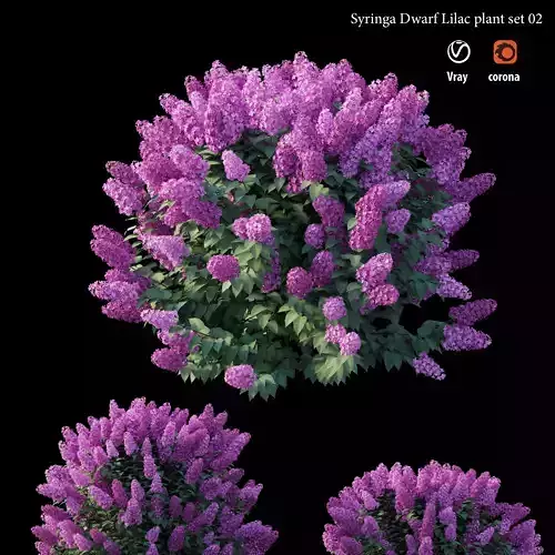  Syringa Dwarf Lilac plant set 02  3D model