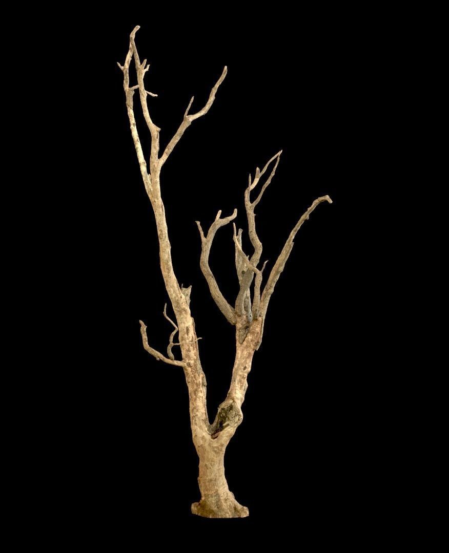 Old Tree Low-poly 3D model_2