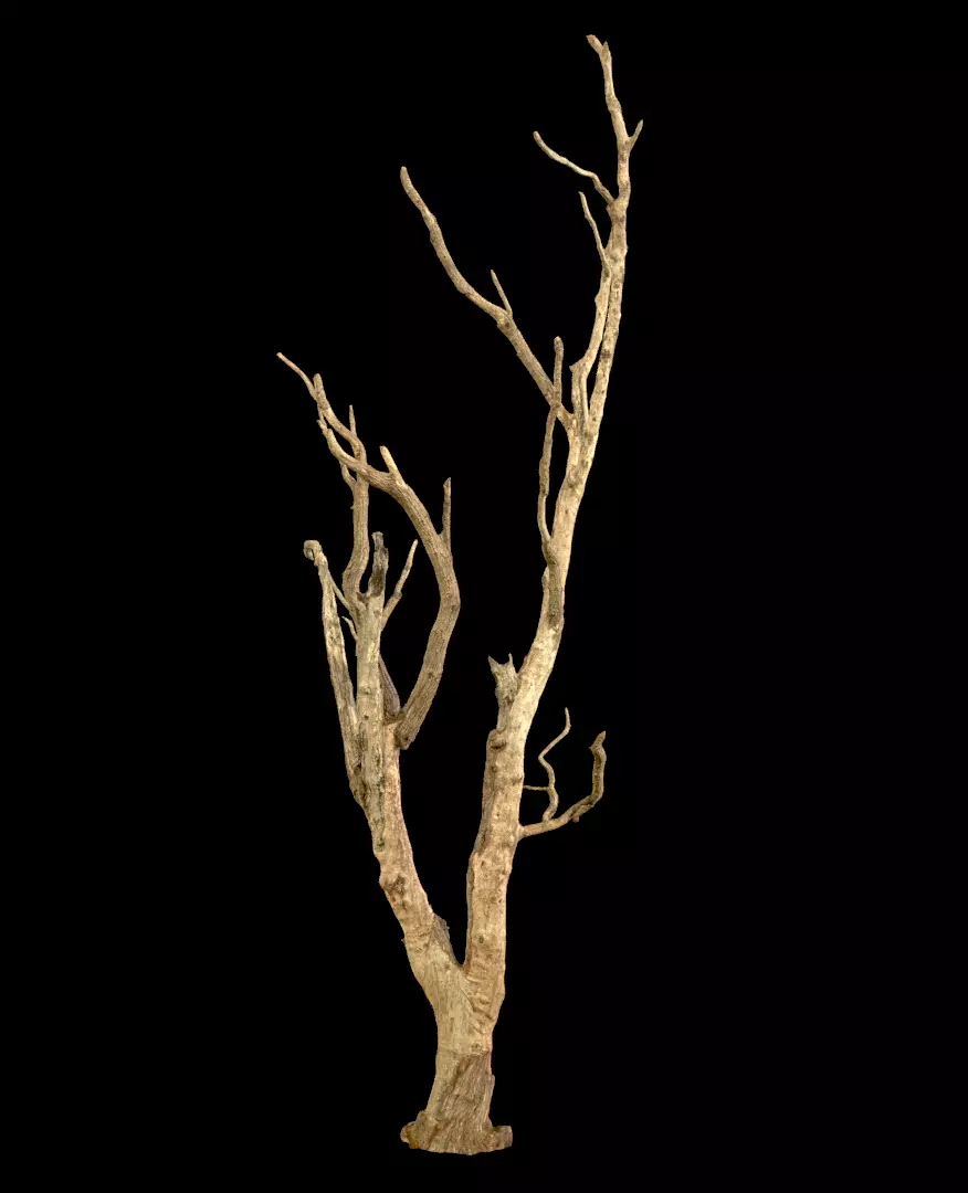 Old Tree Low-poly 3D model_0