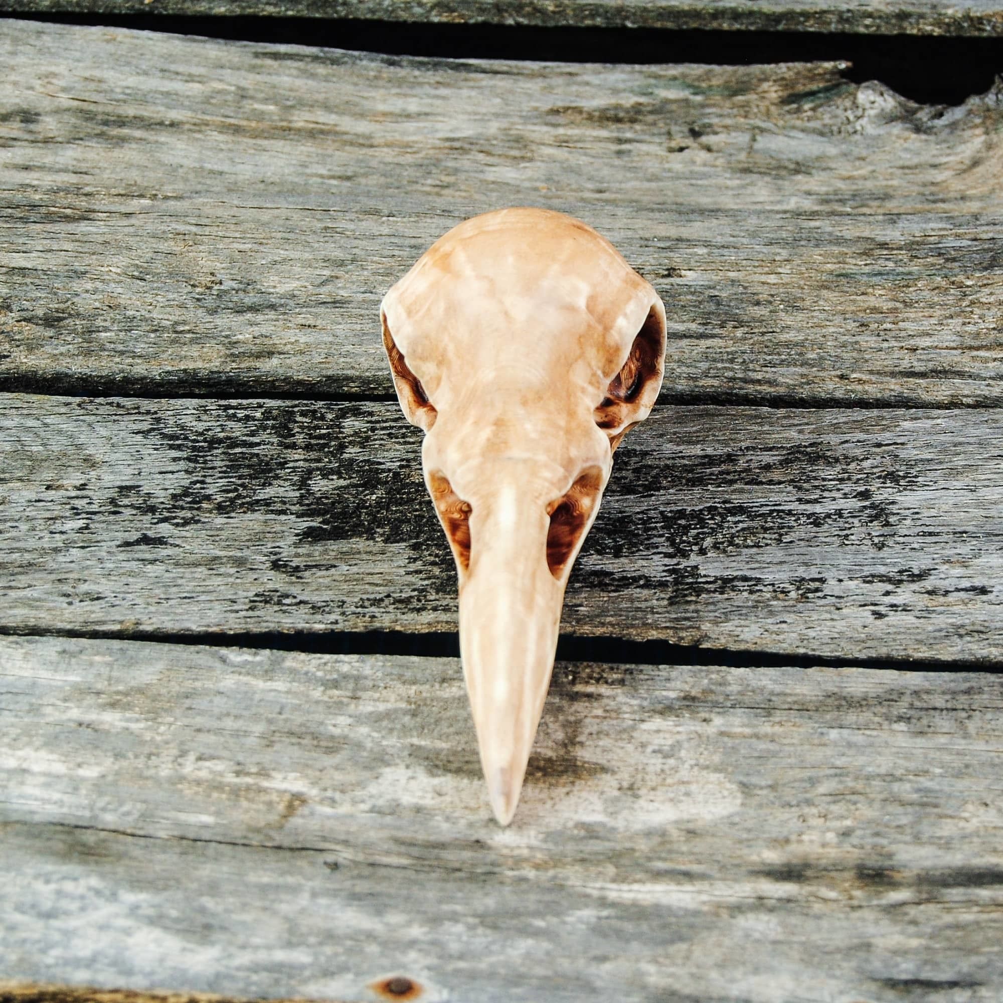 Raven Skull 3D print model_13