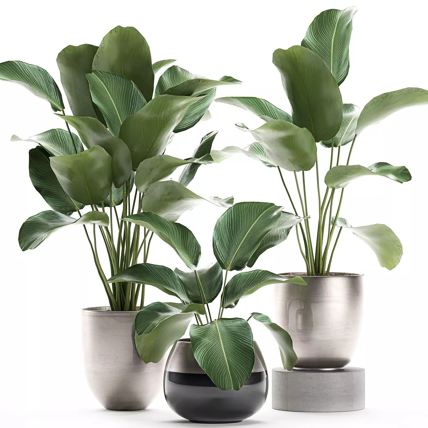 Calathea lutea in a pot for the interior 684 3D model