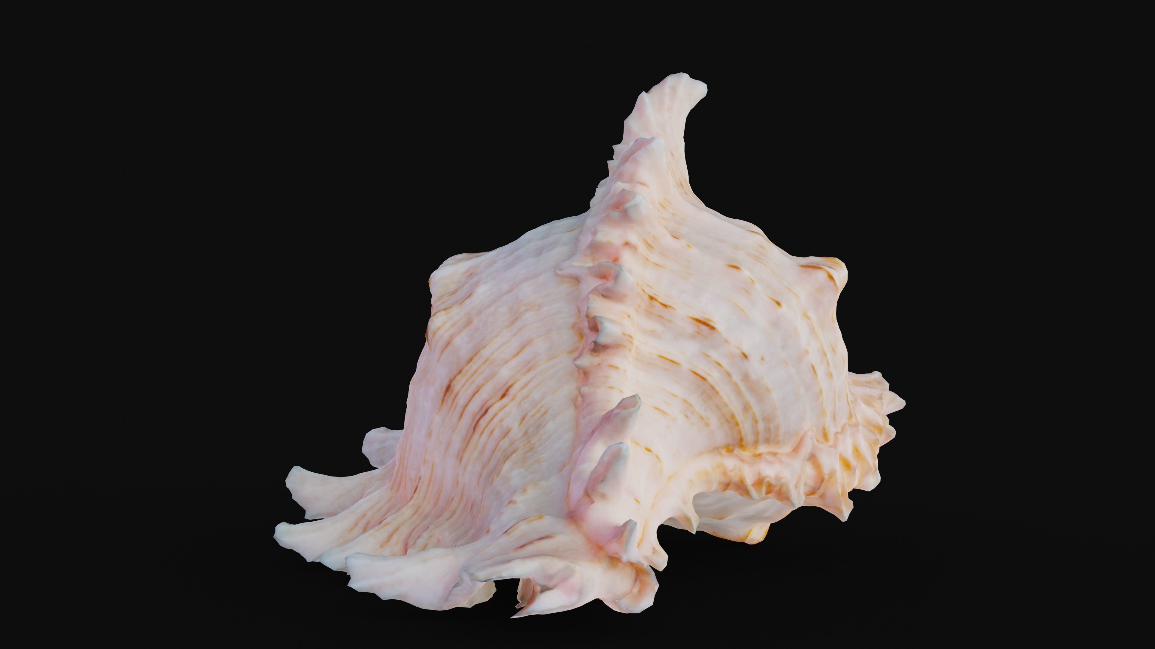 Murex Sea Shell Low-poly 3D model_8