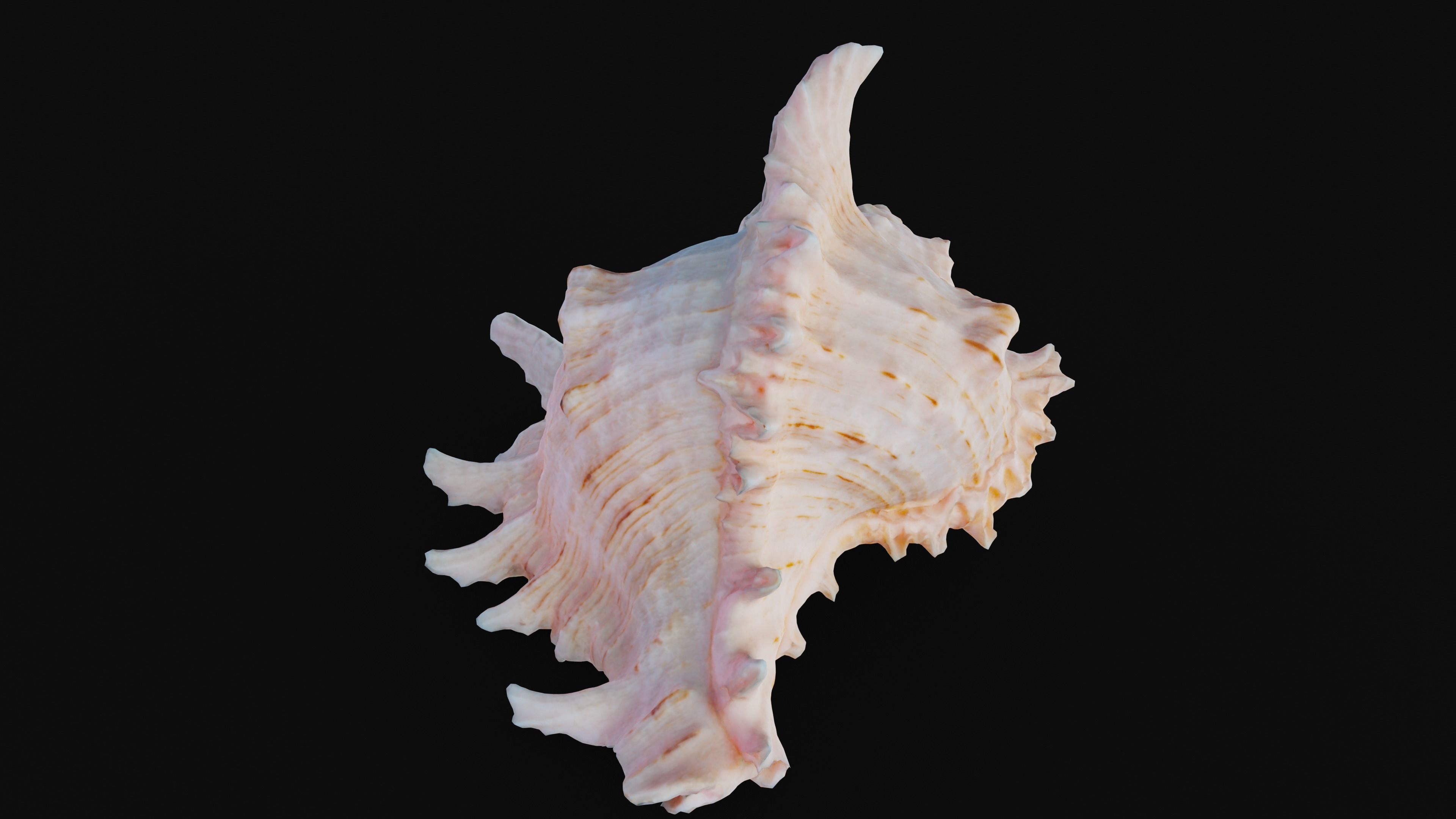 Murex Sea Shell Low-poly 3D model_48