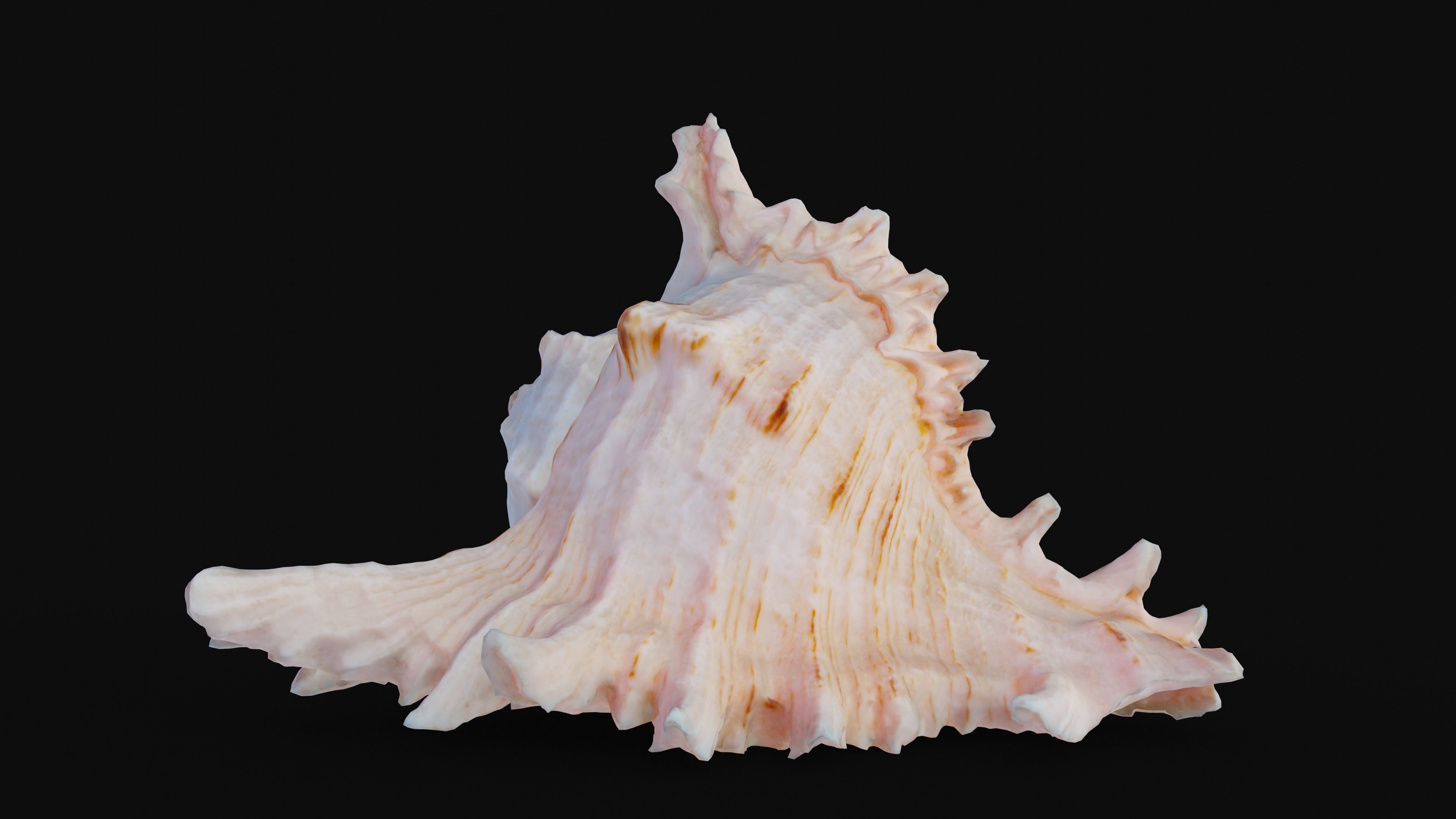 Murex Sea Shell Low-poly 3D model_6