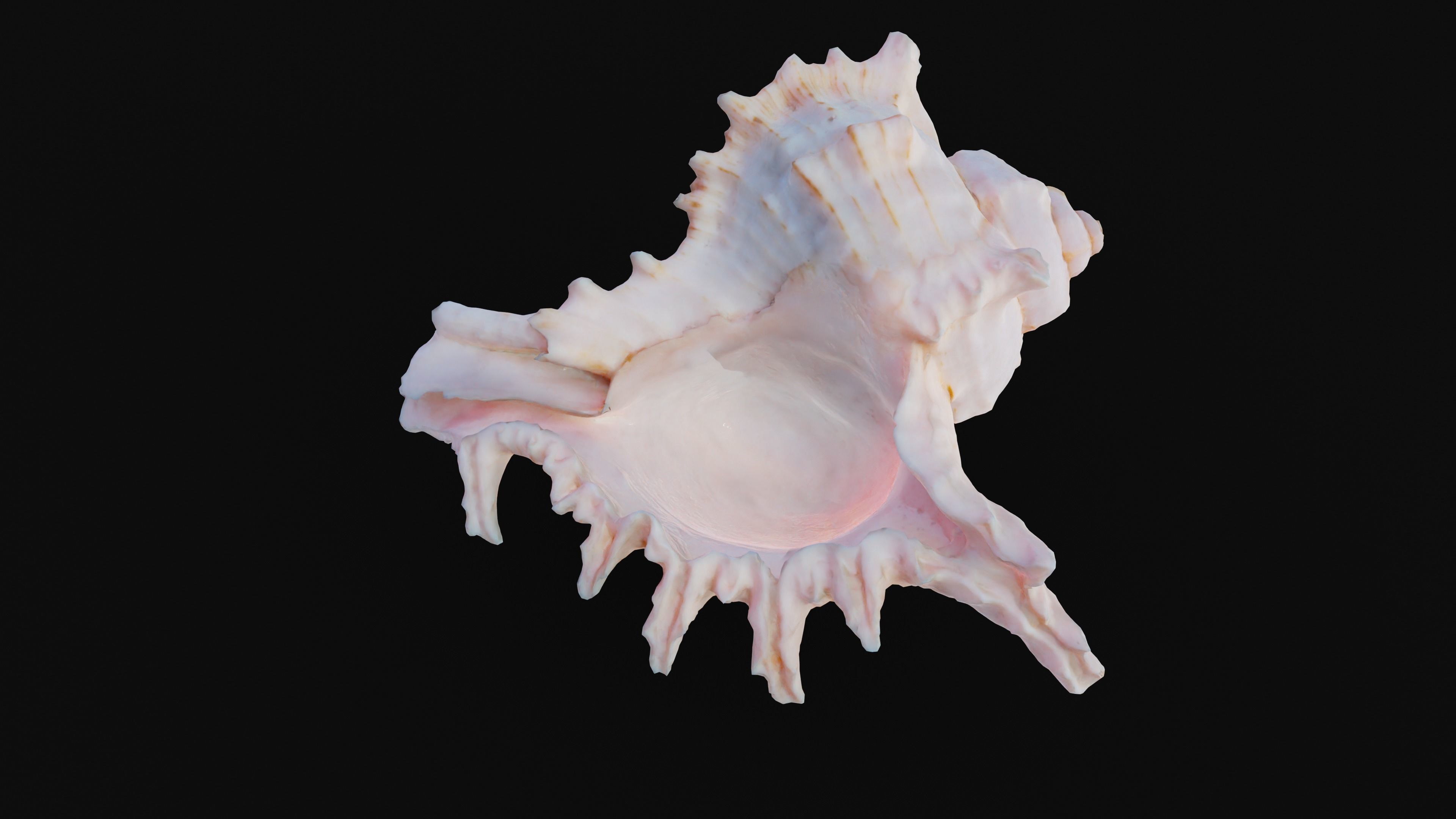 Murex Sea Shell Low-poly 3D model_19