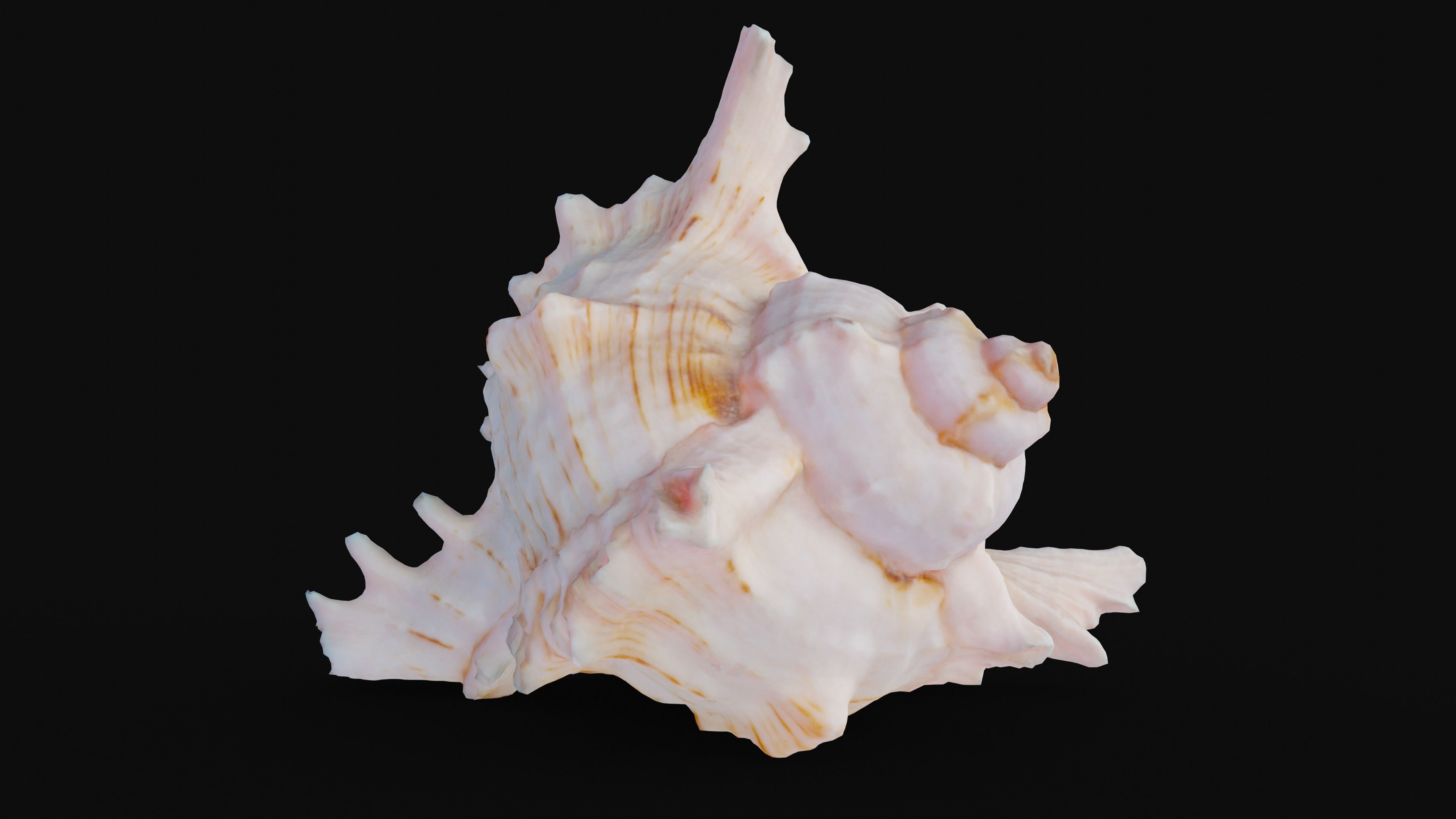 Murex Sea Shell Low-poly 3D model_1