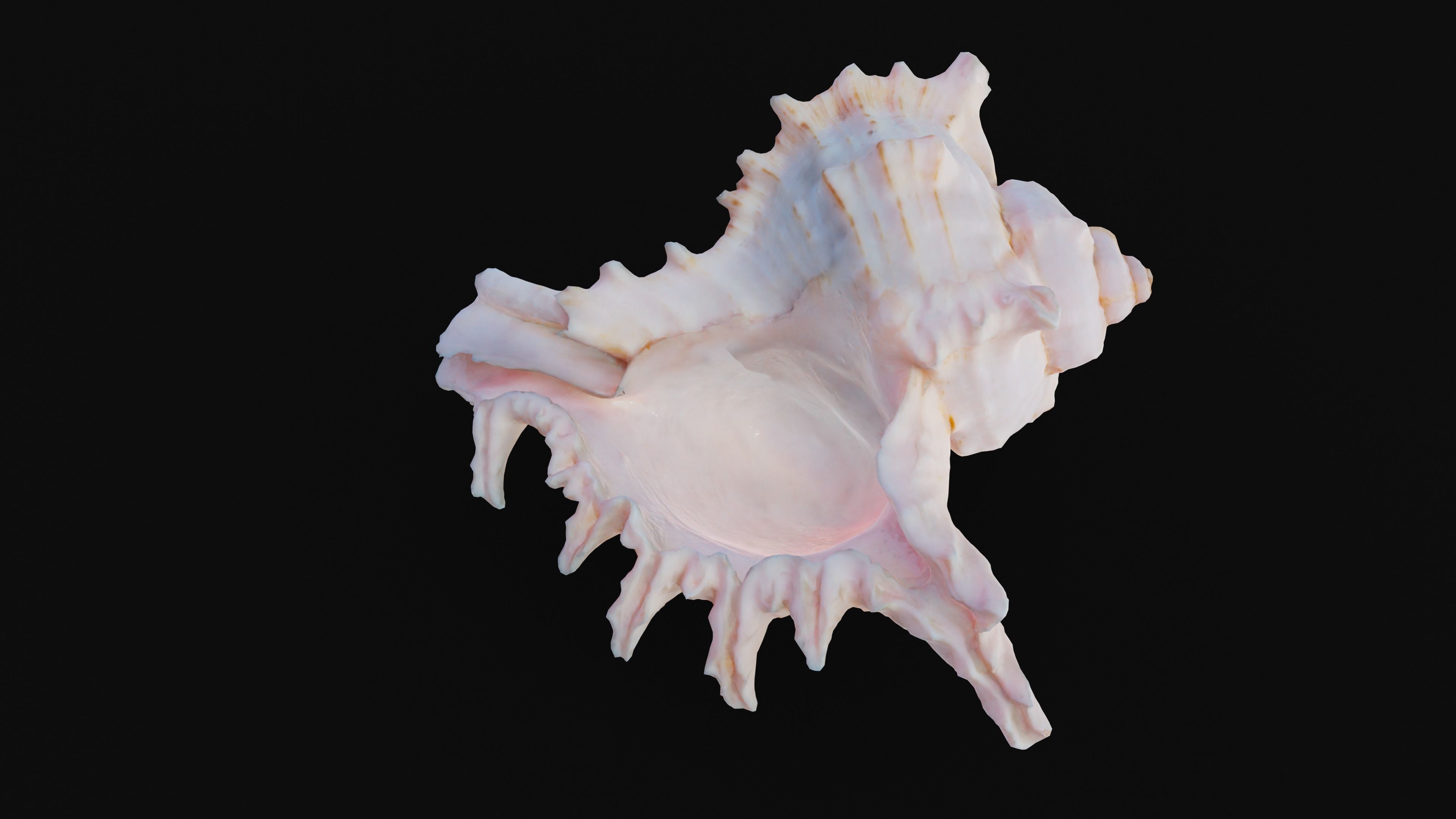 Murex Sea Shell Low-poly 3D model_20