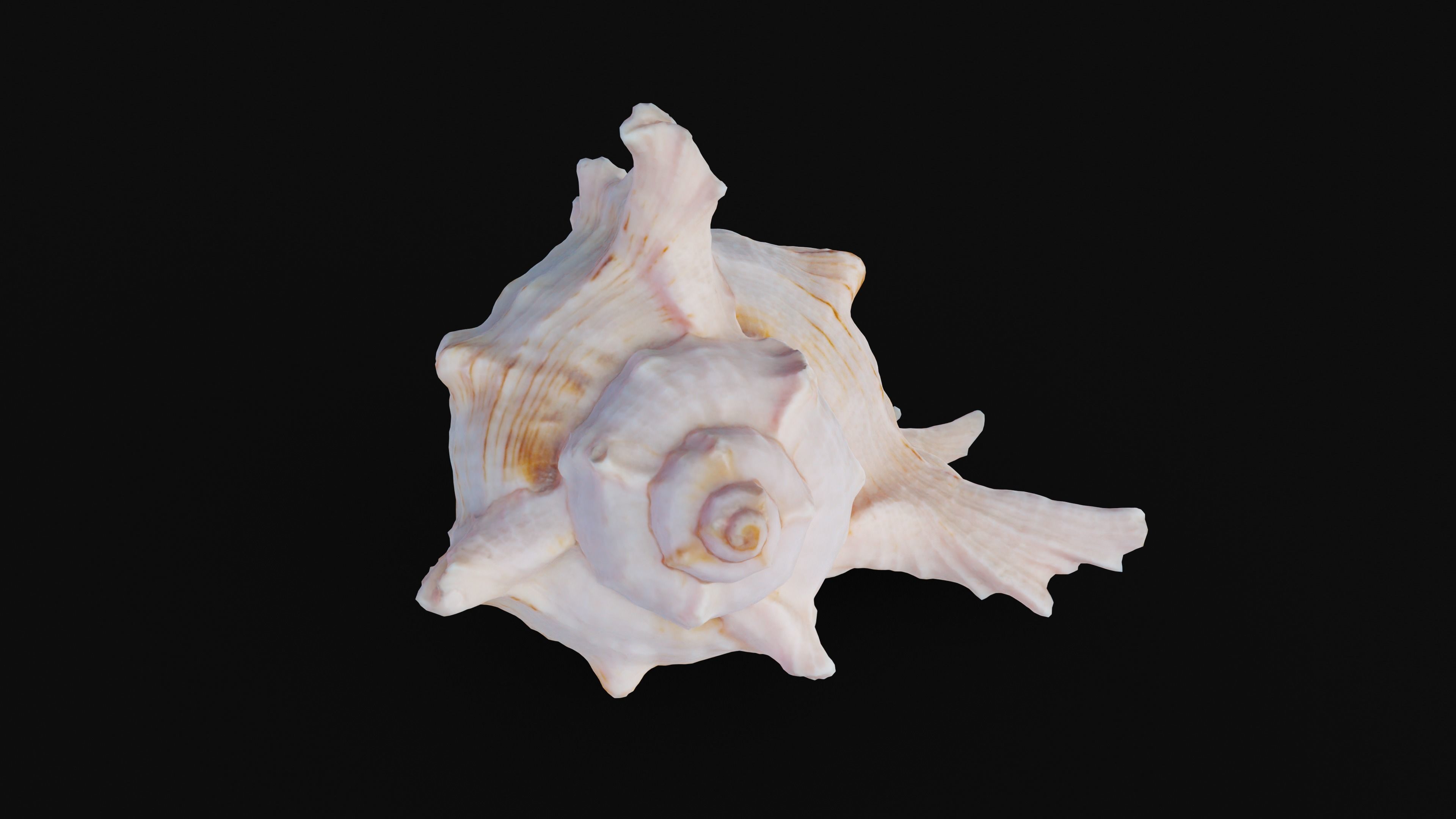 Murex Sea Shell Low-poly 3D model_42