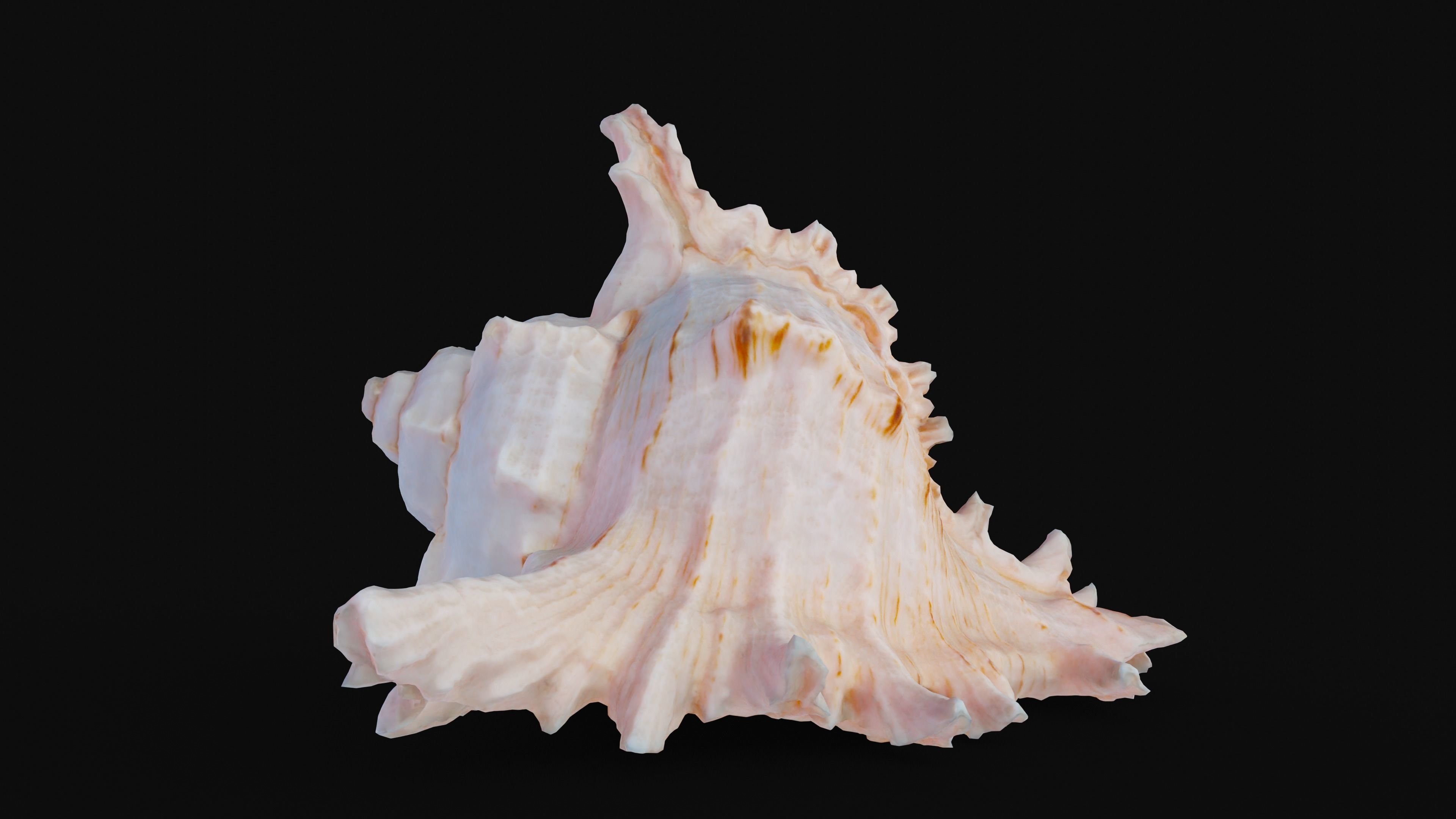 Murex Sea Shell Low-poly 3D model_5