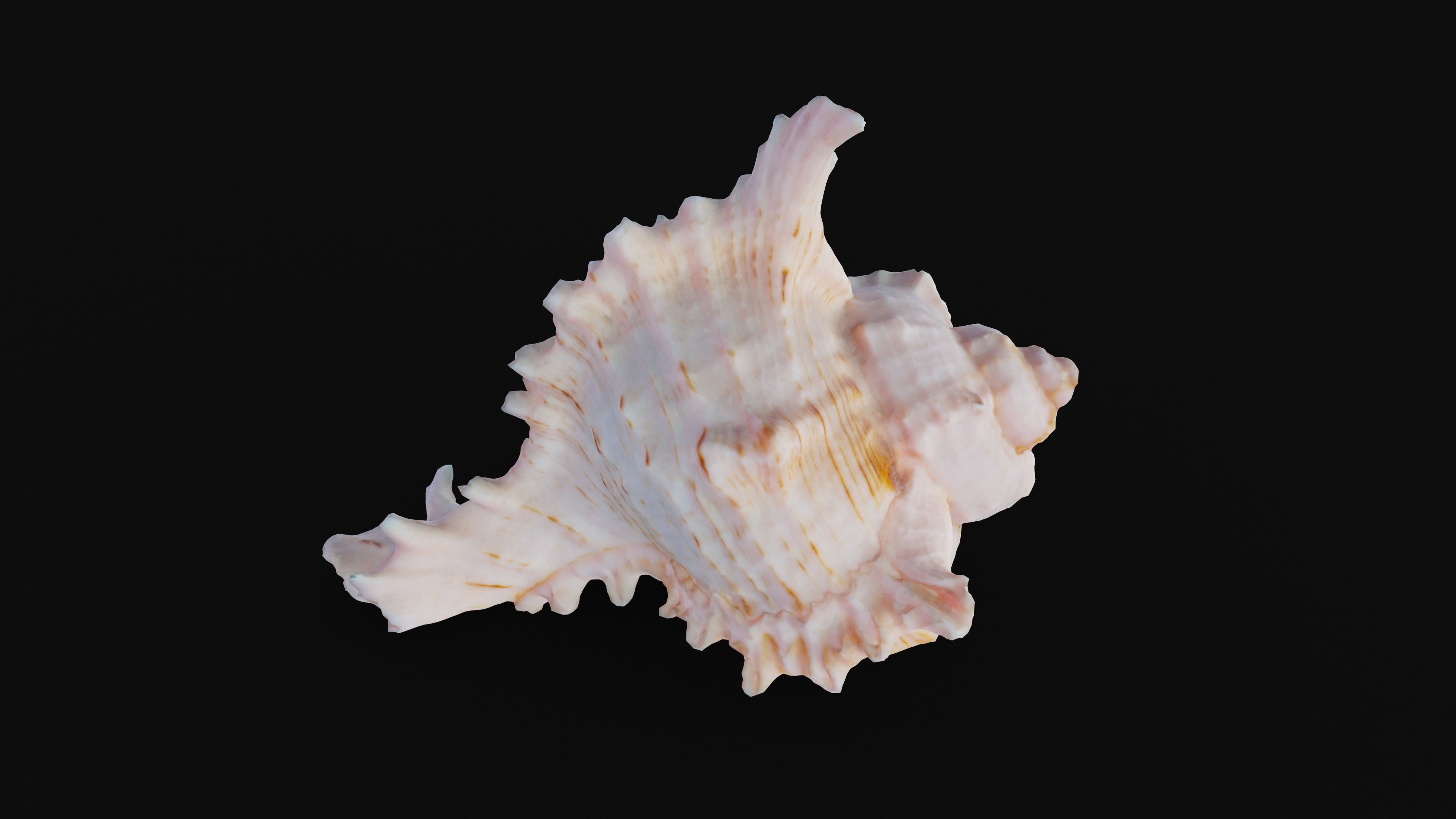 Murex Sea Shell Low-poly 3D model_50