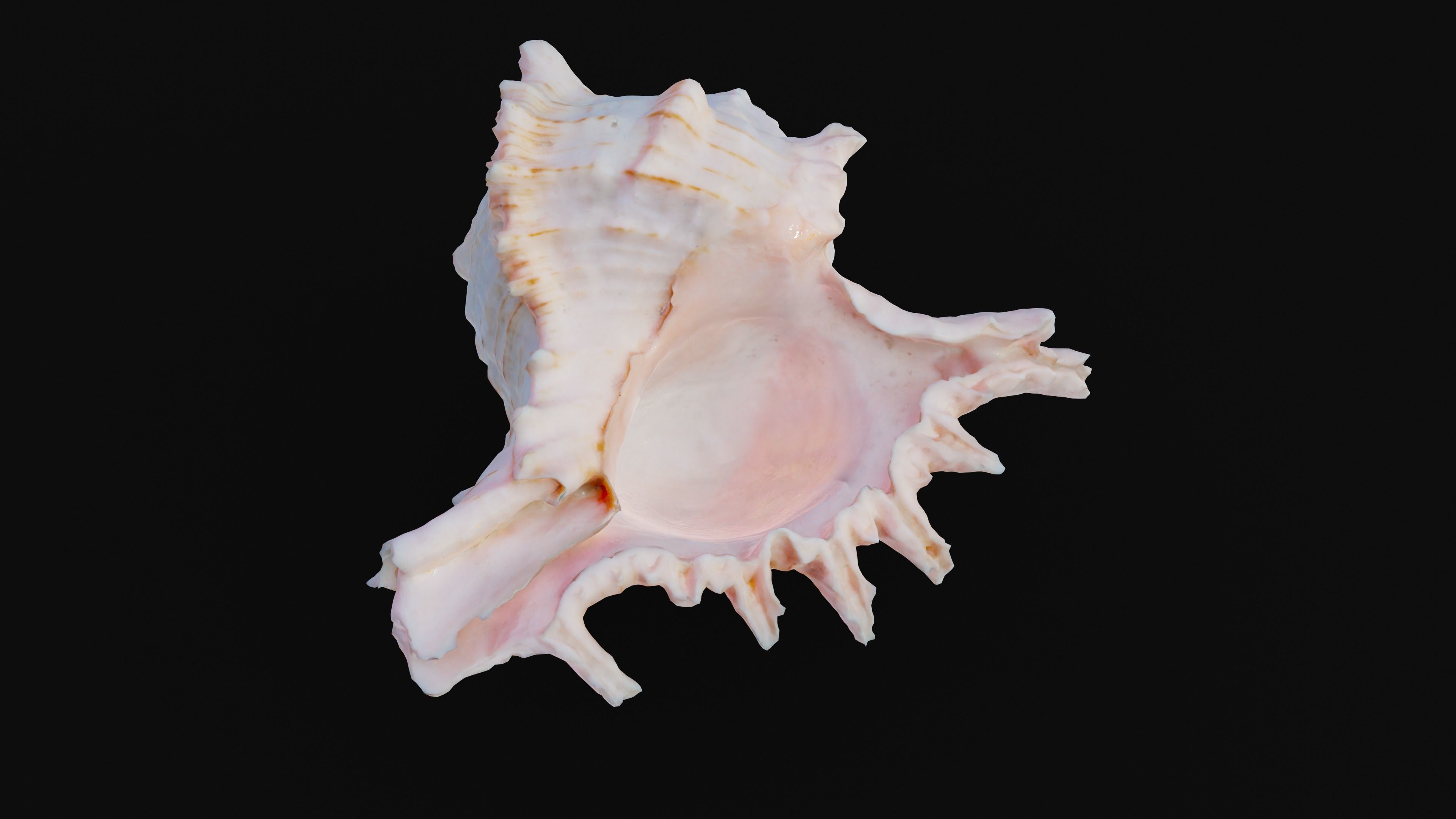 Murex Sea Shell Low-poly 3D model_14