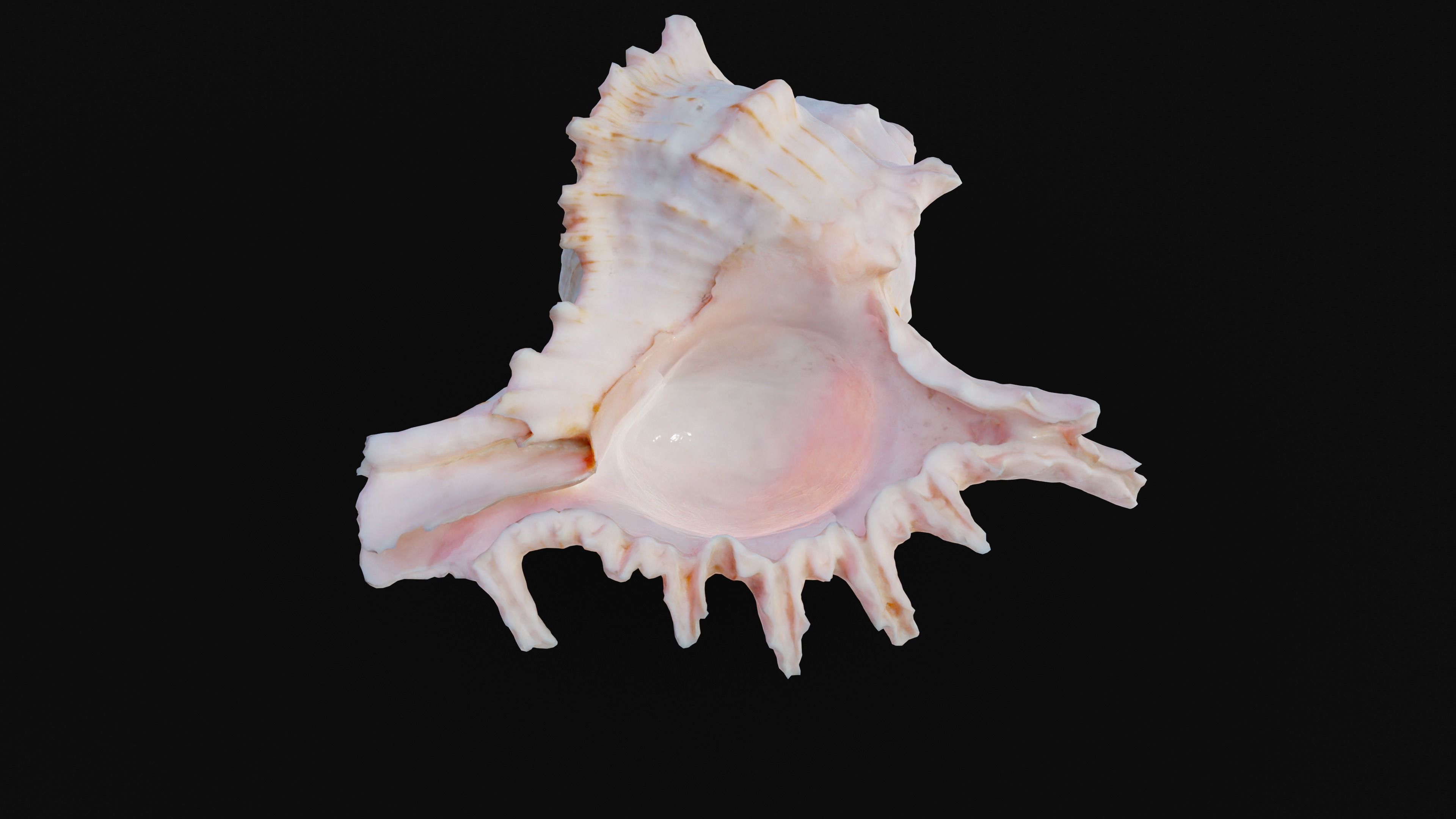 Murex Sea Shell Low-poly 3D model_16