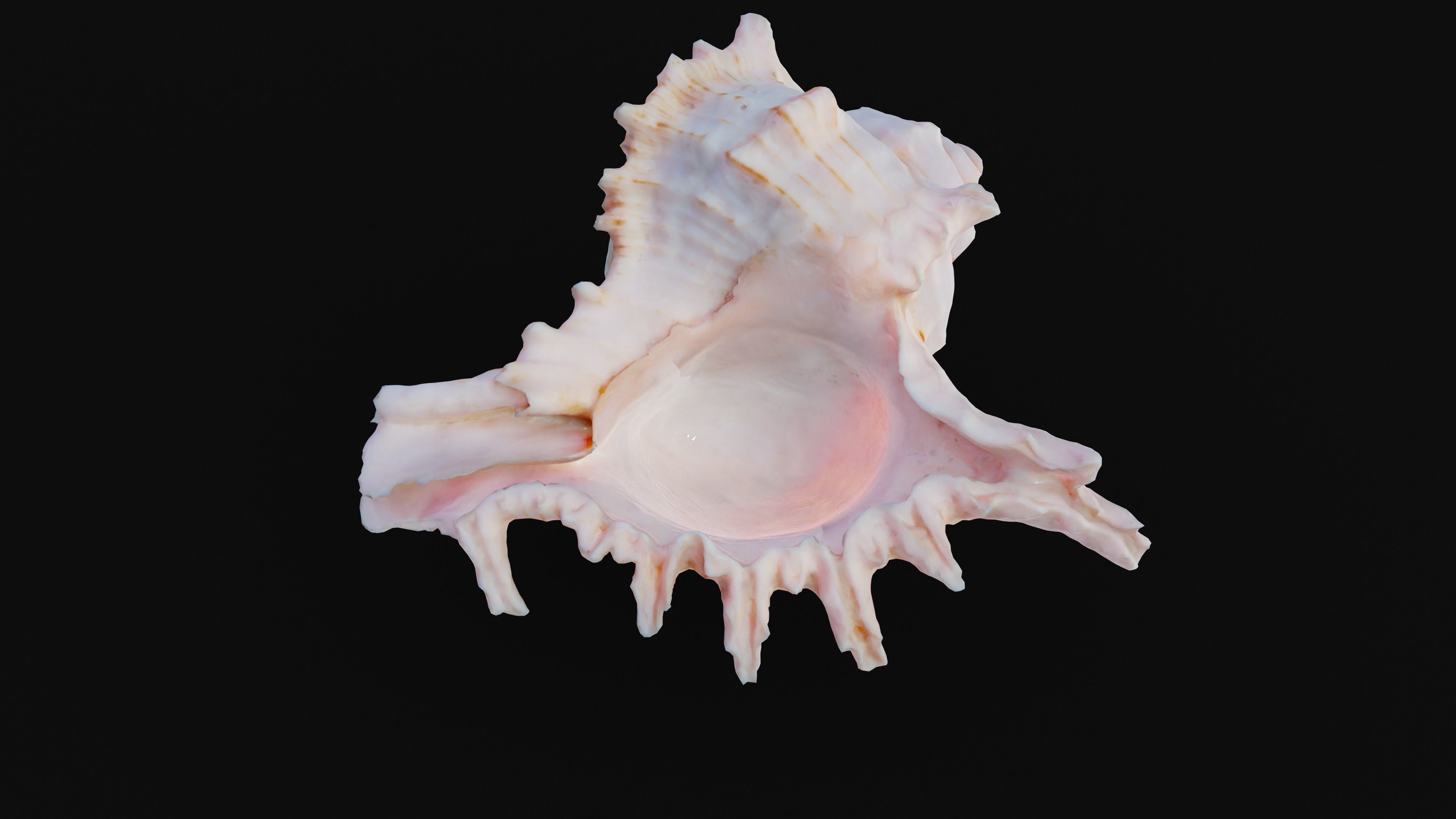 Murex Sea Shell Low-poly 3D model_17
