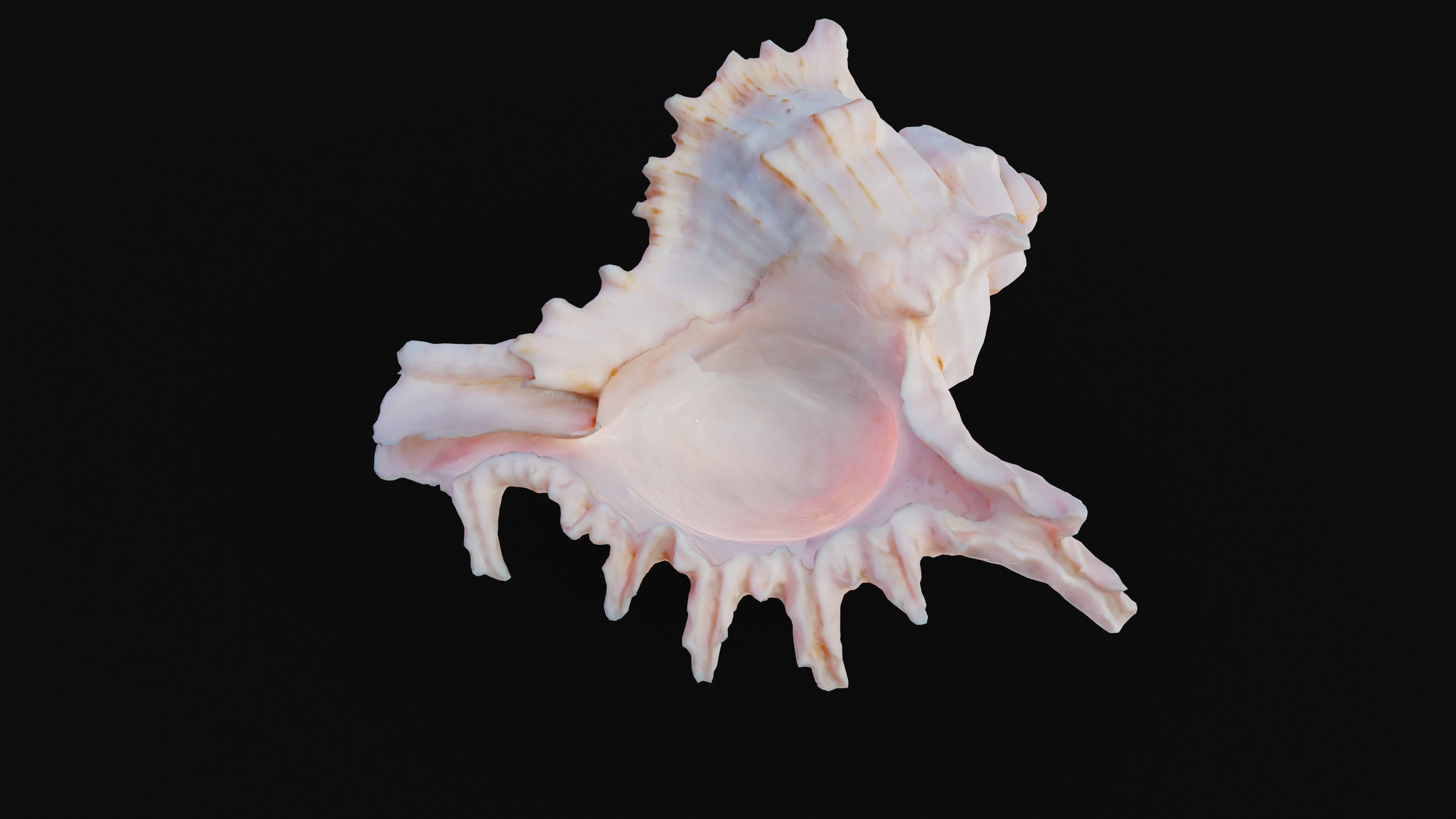 Murex Sea Shell Low-poly 3D model_18