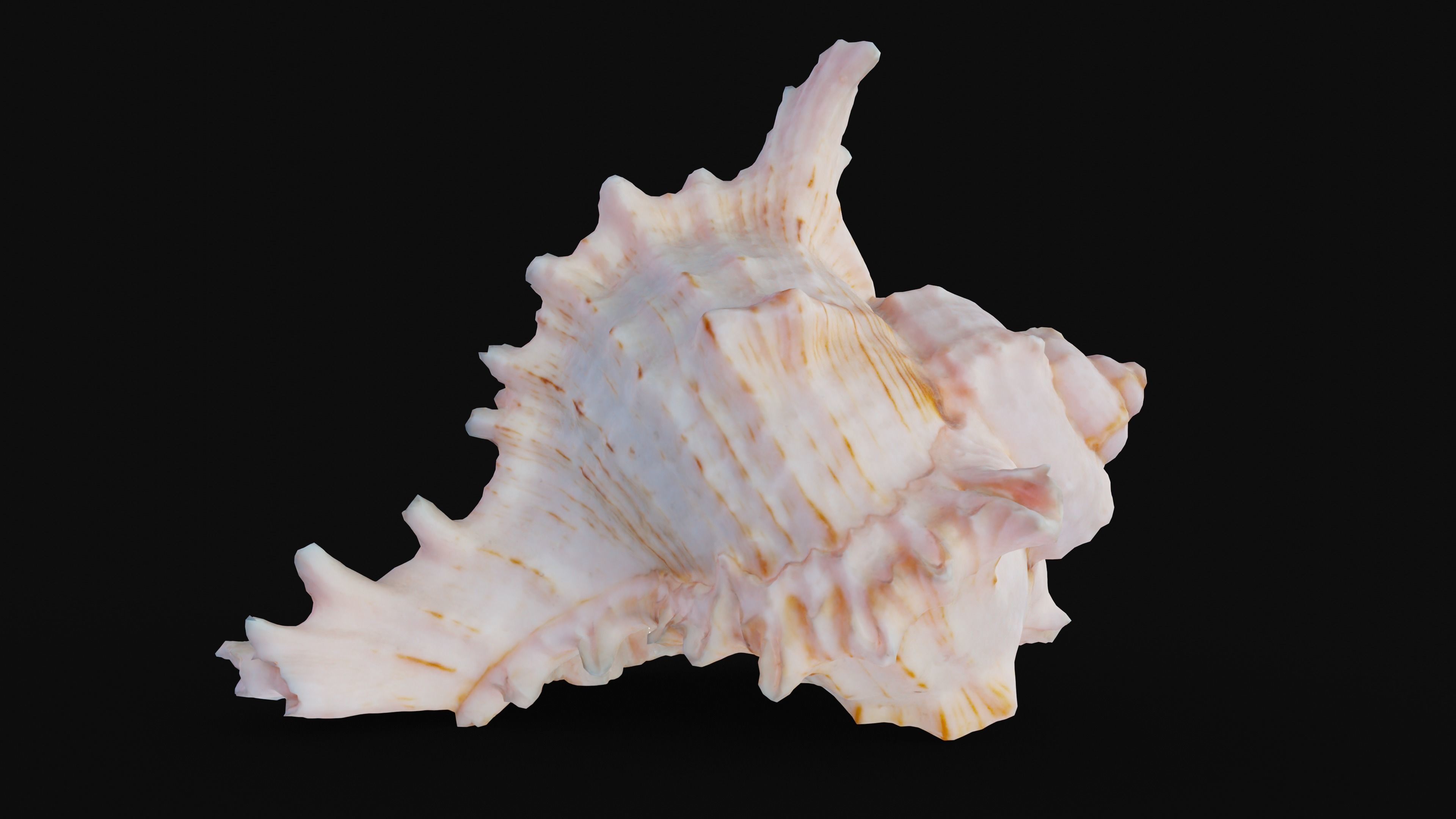 Murex Sea Shell Low-poly 3D model_10
