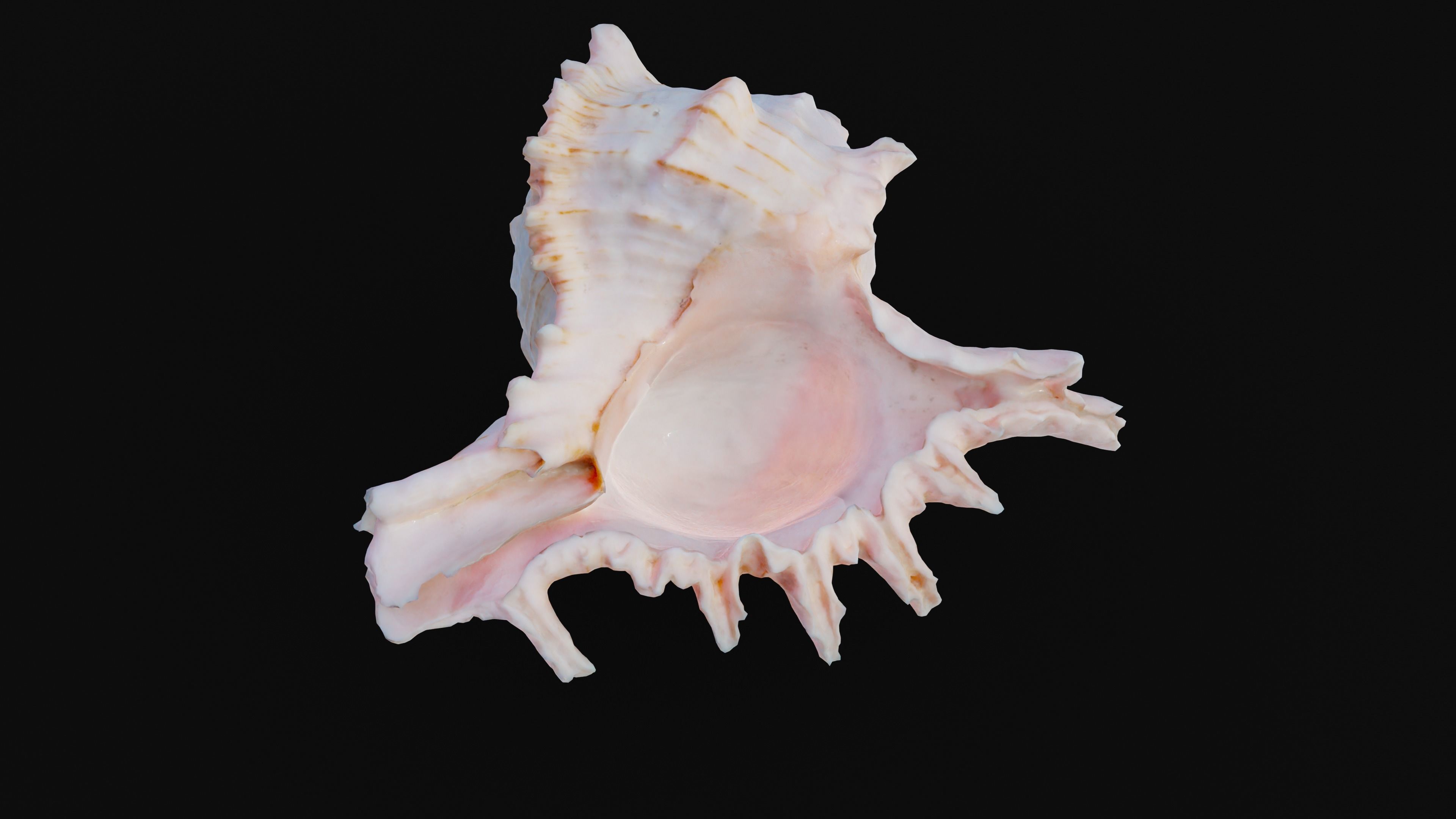 Murex Sea Shell Low-poly 3D model_15