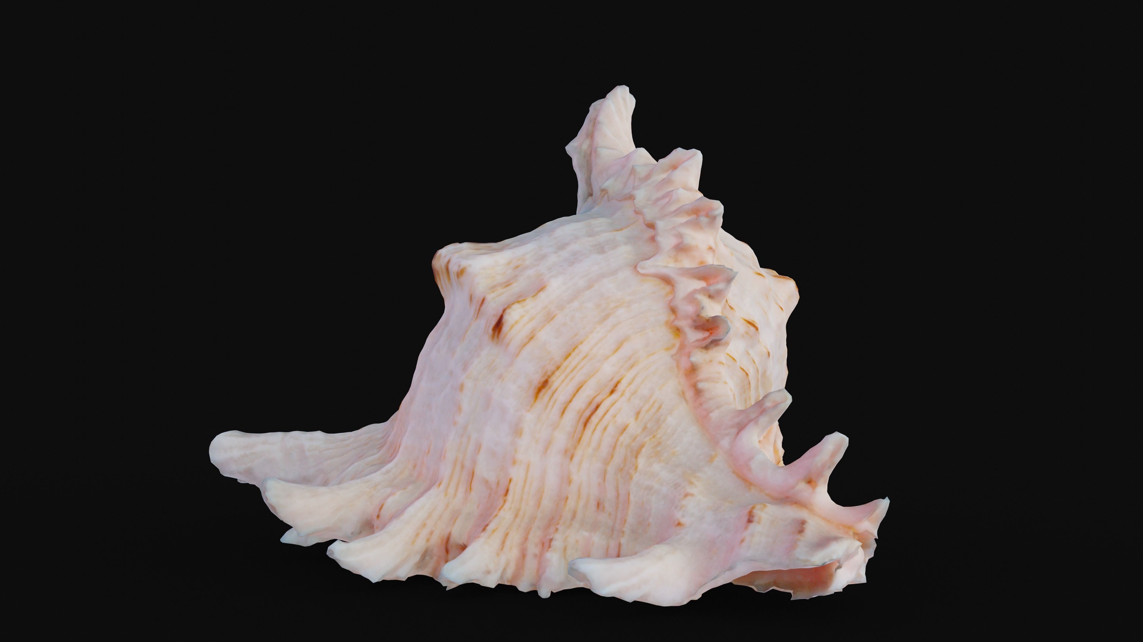 Murex Sea Shell Low-poly 3D model_7
