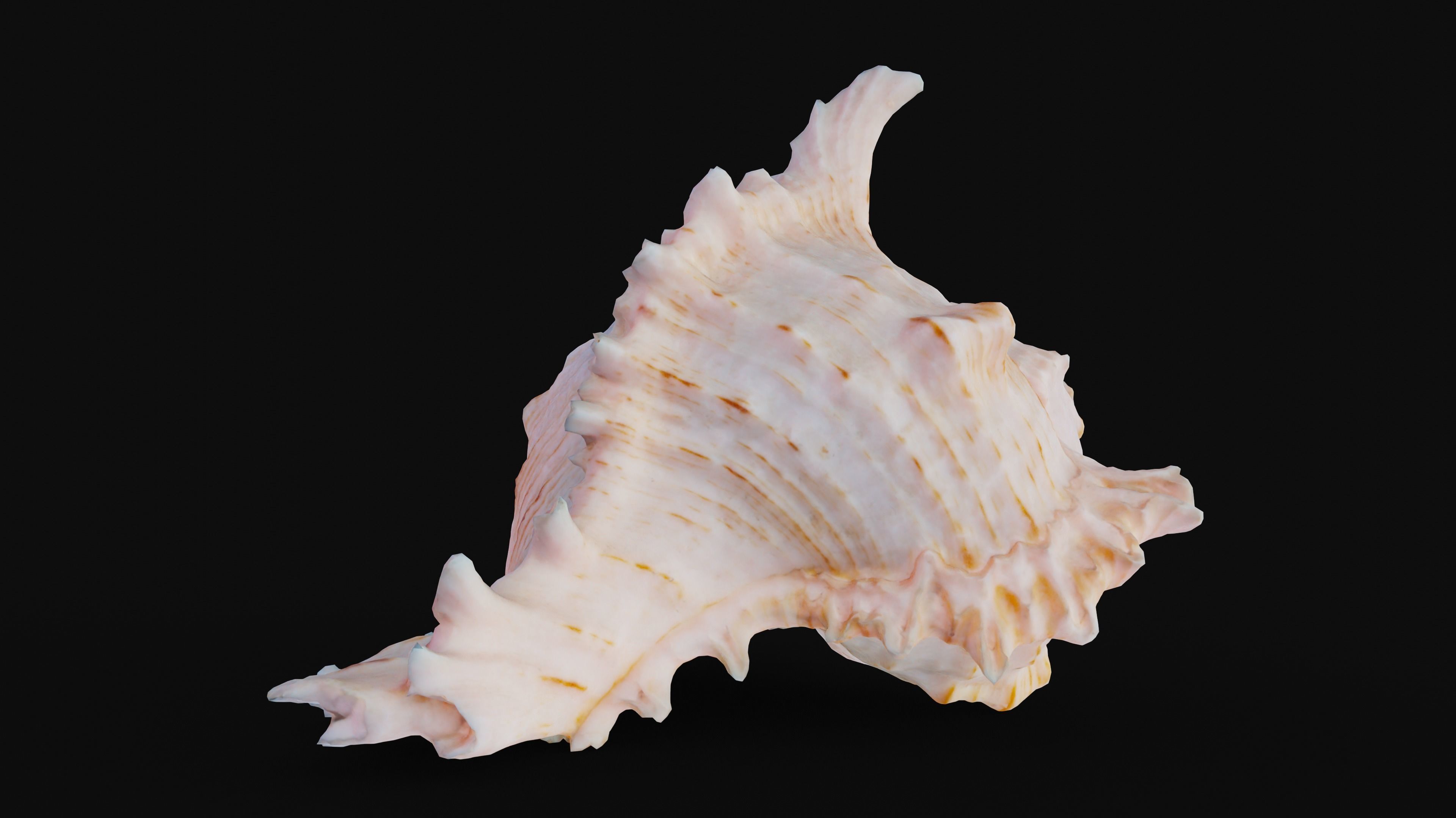 Murex Sea Shell Low-poly 3D model_9