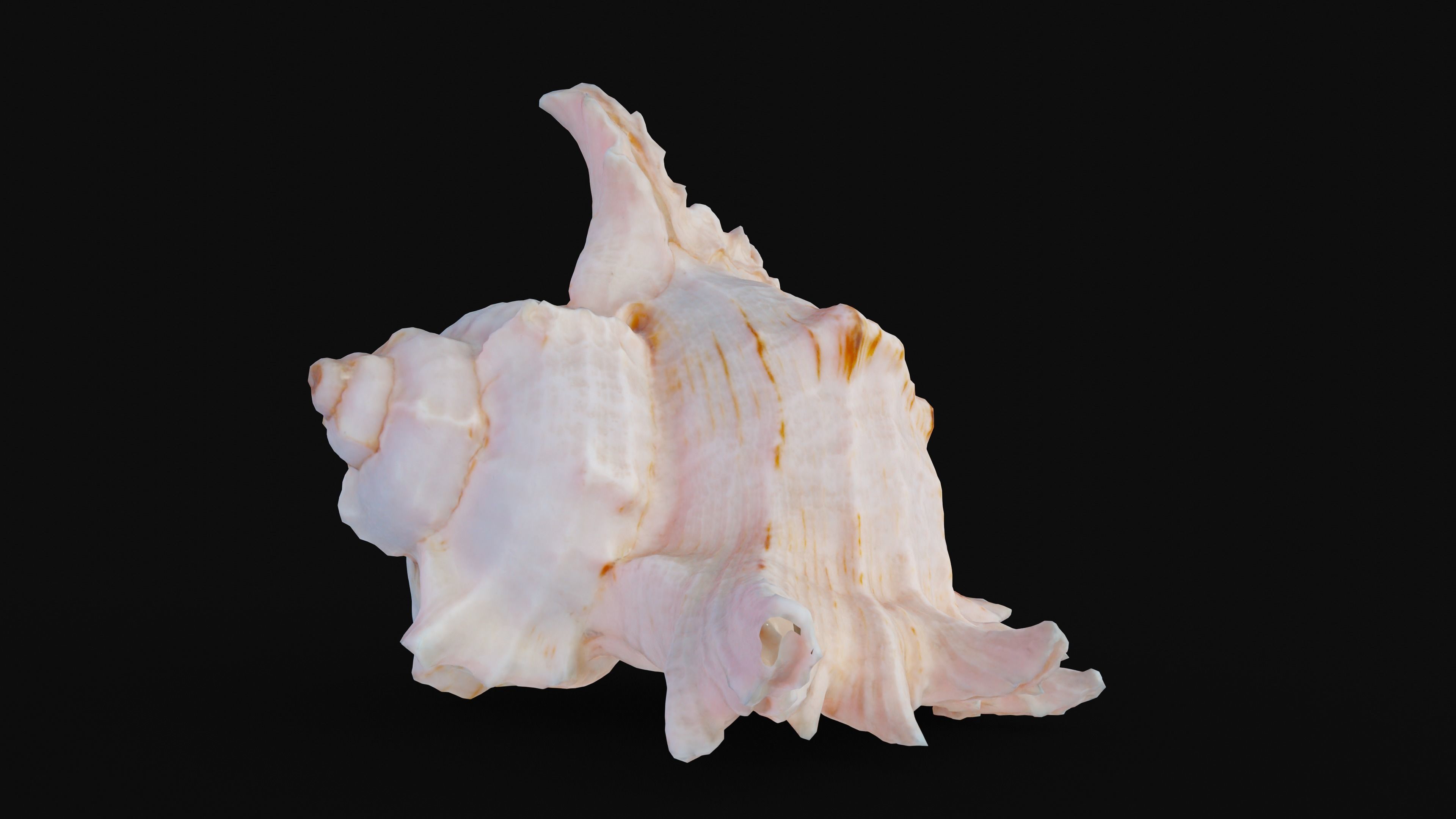 Murex Sea Shell Low-poly 3D model_4