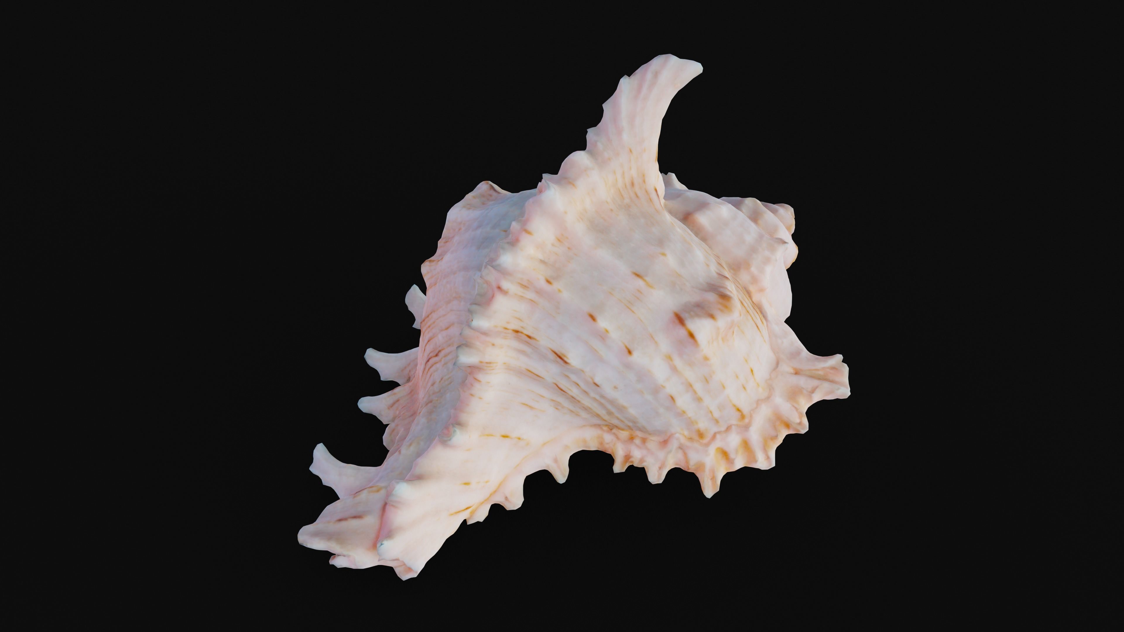 Murex Sea Shell Low-poly 3D model_49