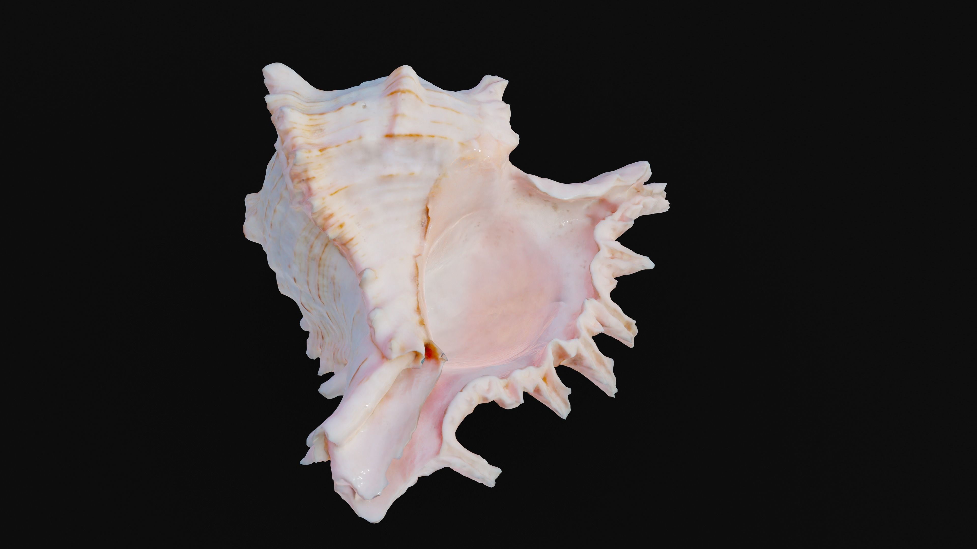 Murex Sea Shell Low-poly 3D model_12