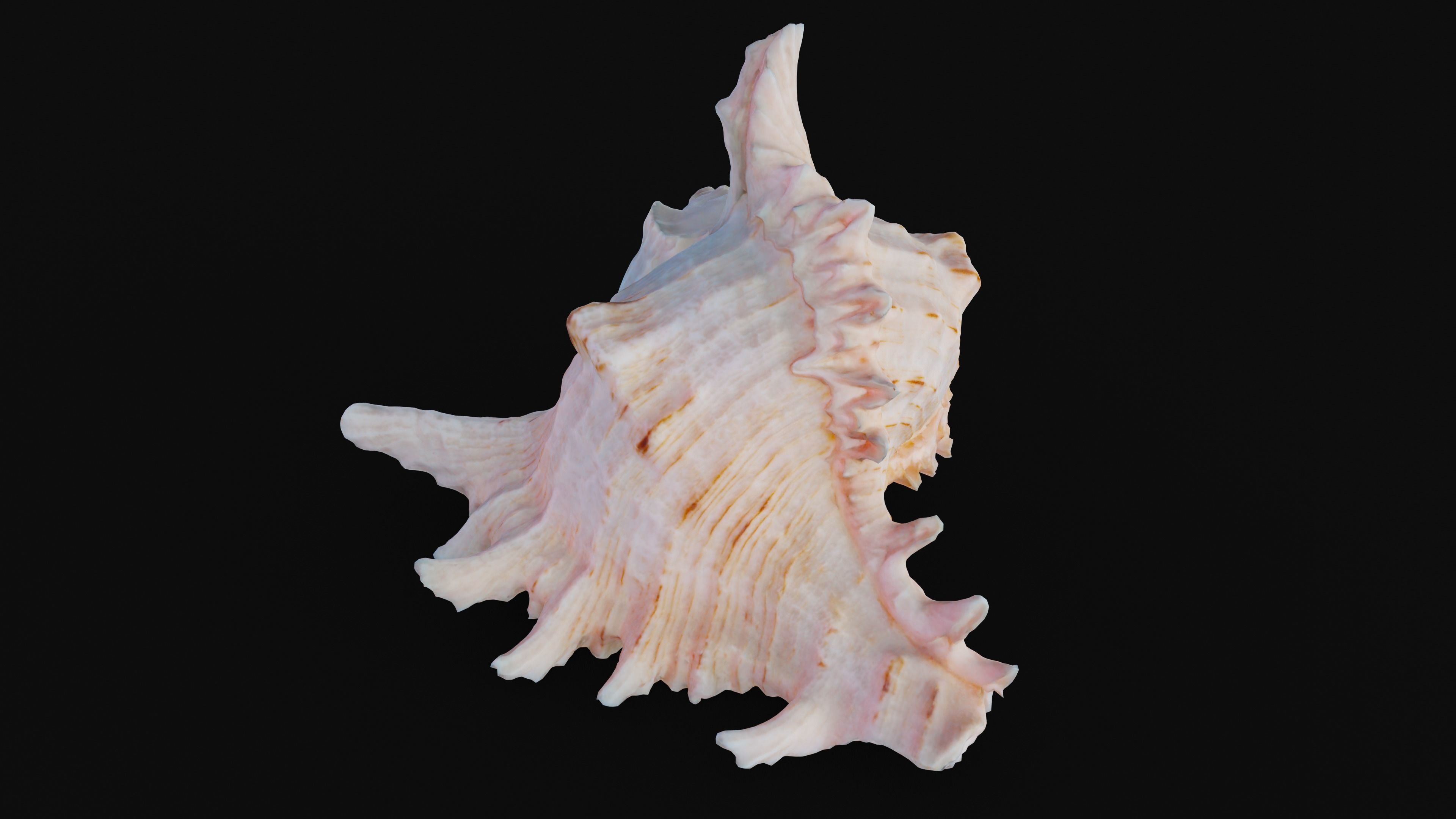 Murex Sea Shell Low-poly 3D model_47