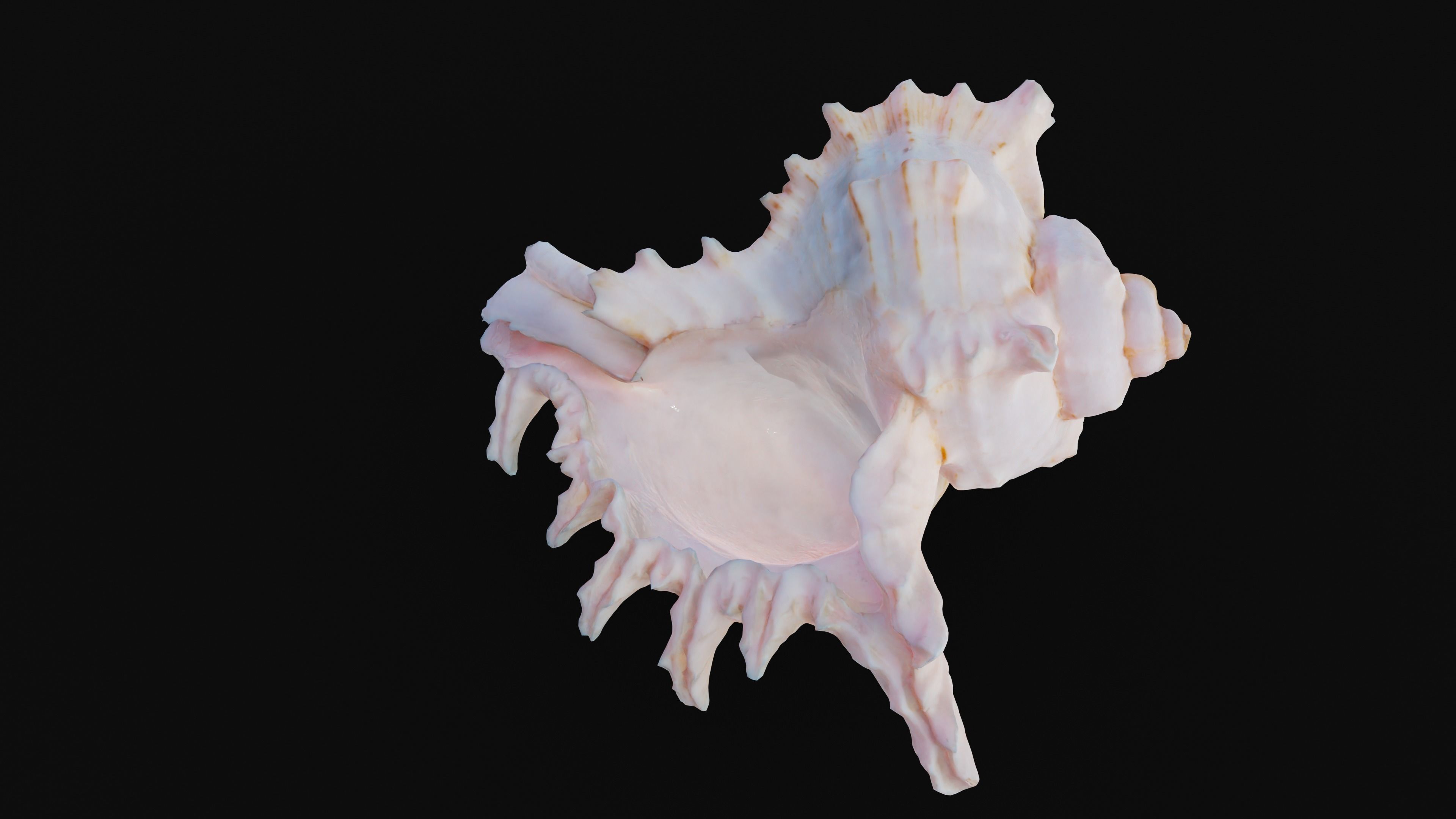 Murex Sea Shell Low-poly 3D model_21
