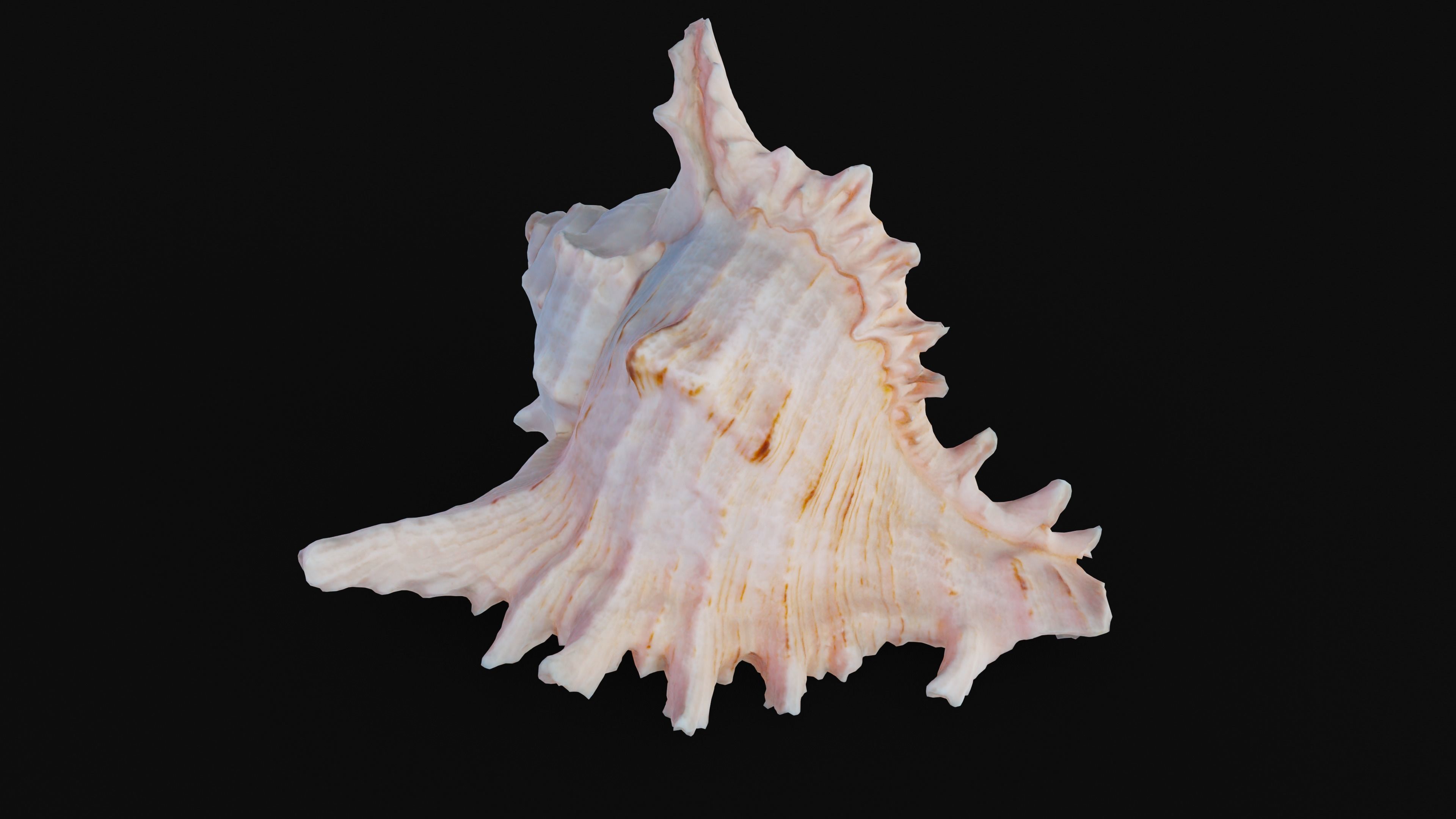 Murex Sea Shell Low-poly 3D model_46