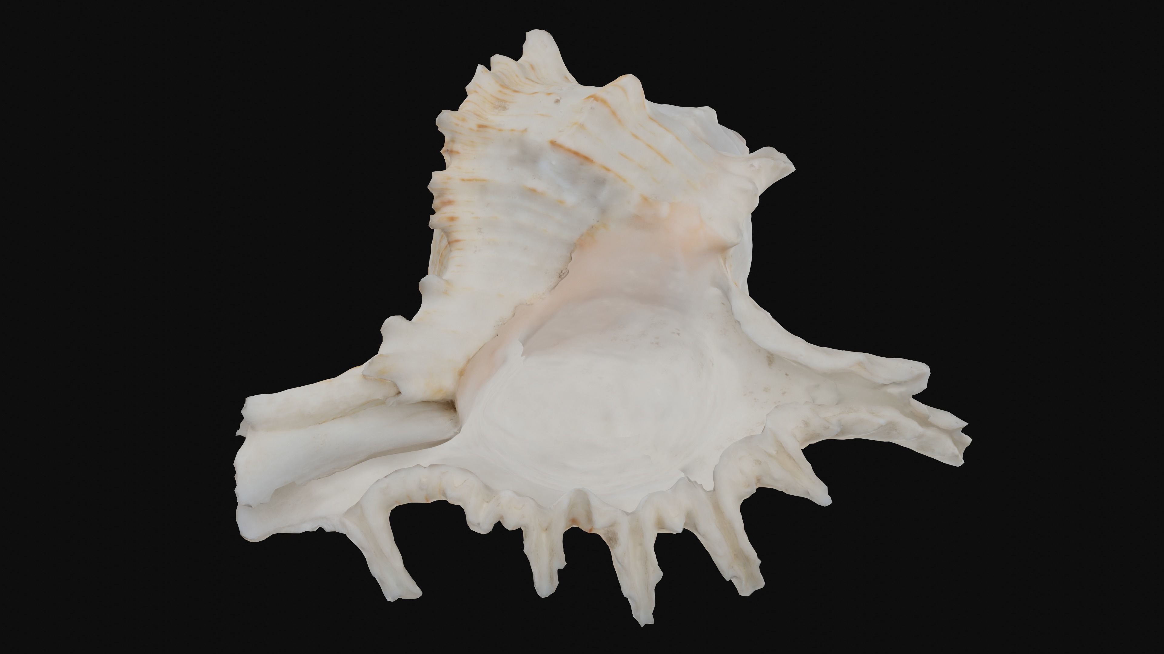 Murex Sea Shell Low-poly 3D model_33