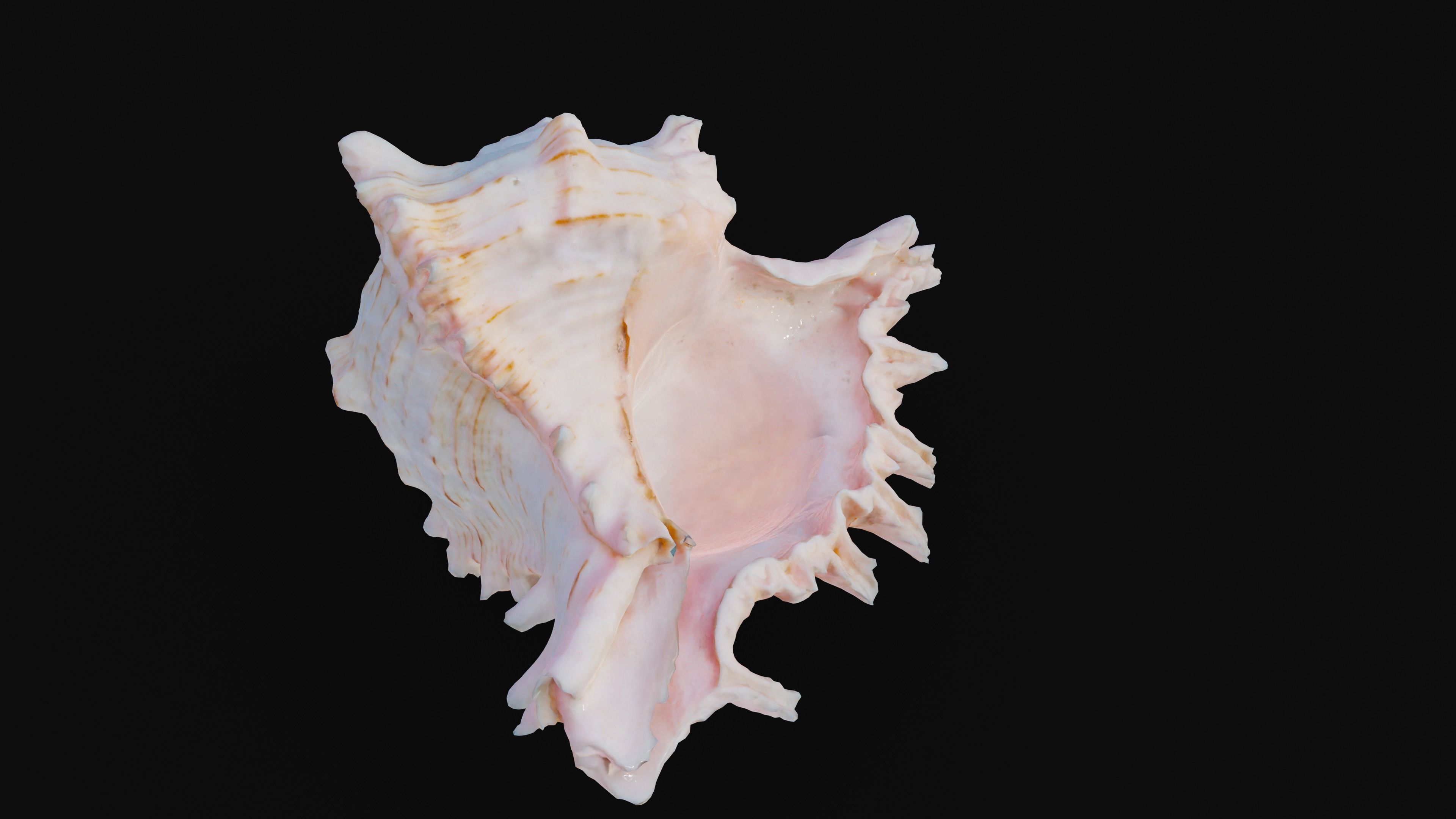 Murex Sea Shell Low-poly 3D model_11