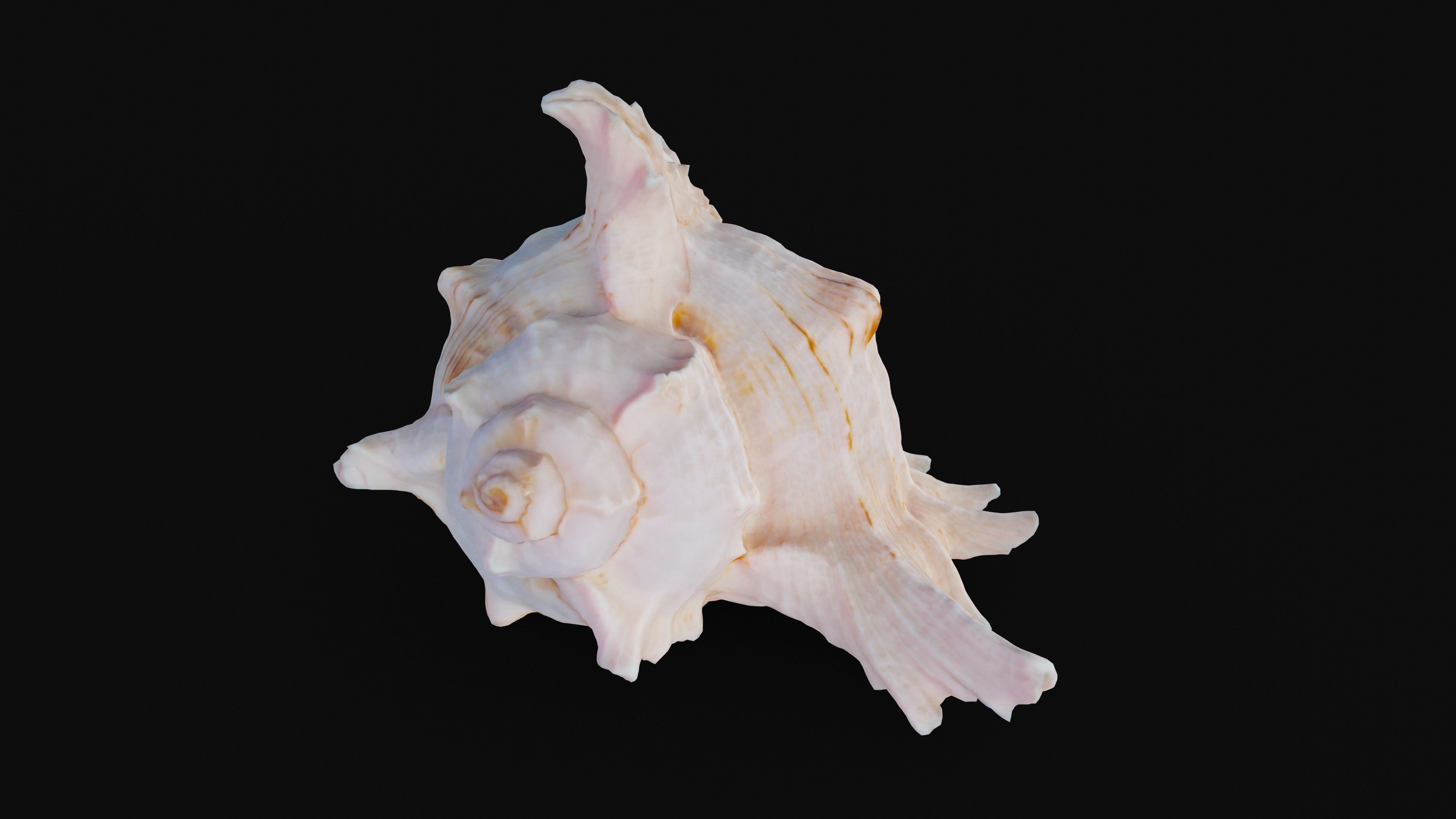 Murex Sea Shell Low-poly 3D model_43