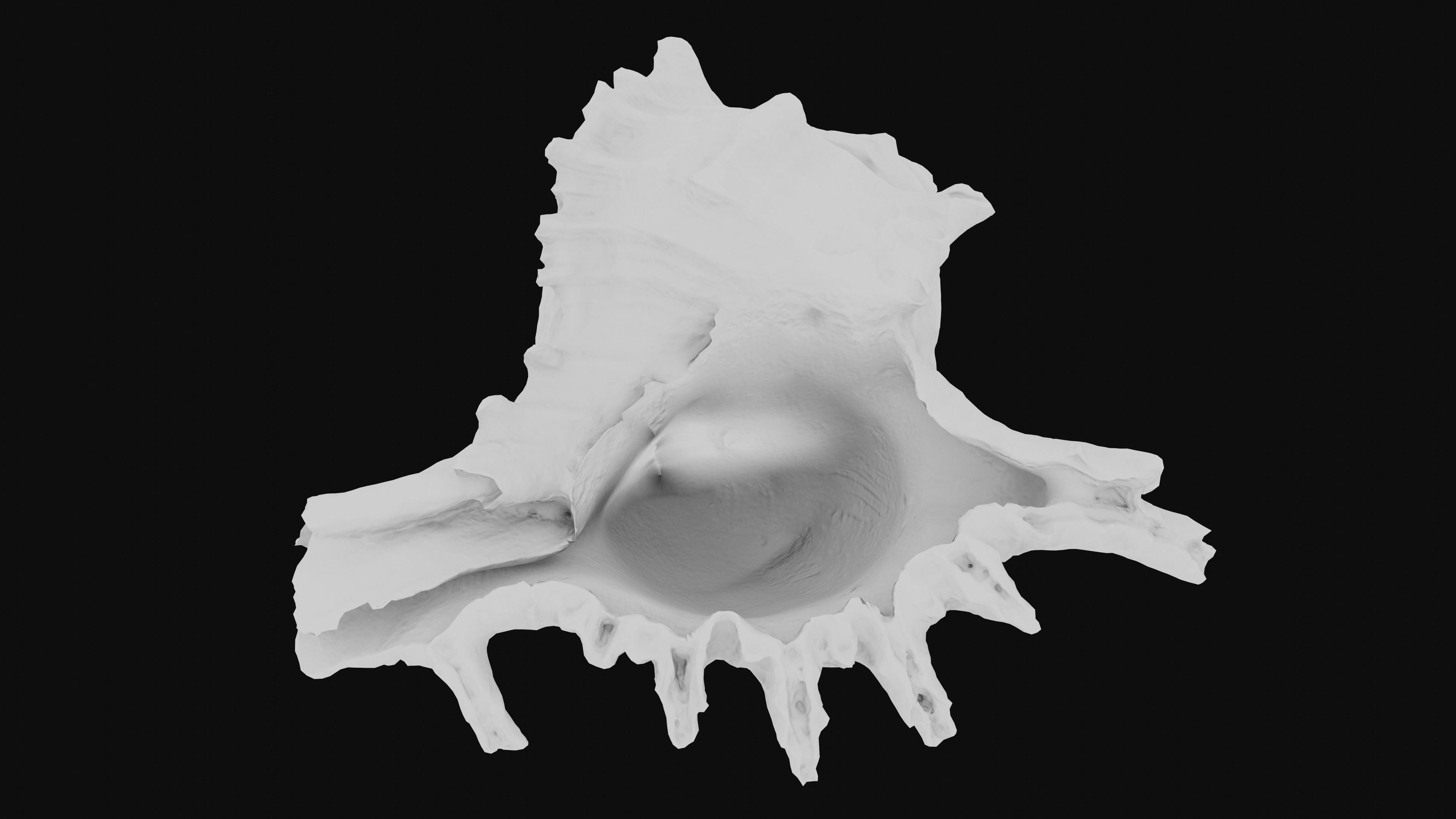 Murex Sea Shell Low-poly 3D model_36