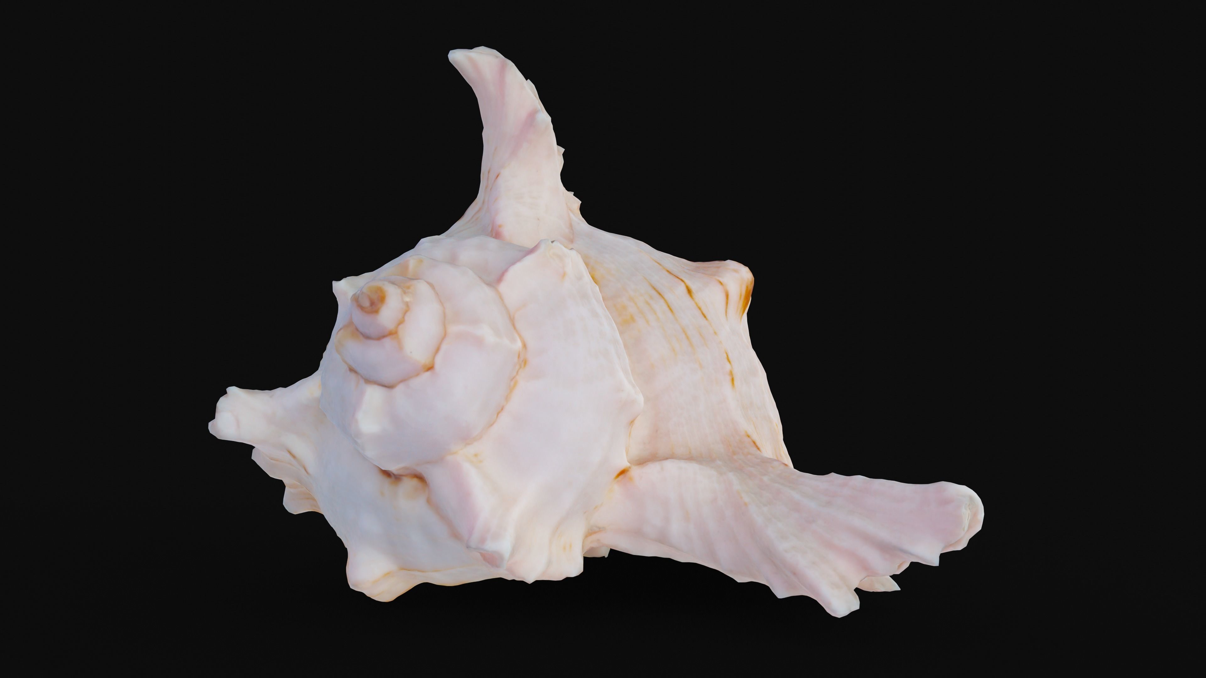 Murex Sea Shell Low-poly 3D model_3