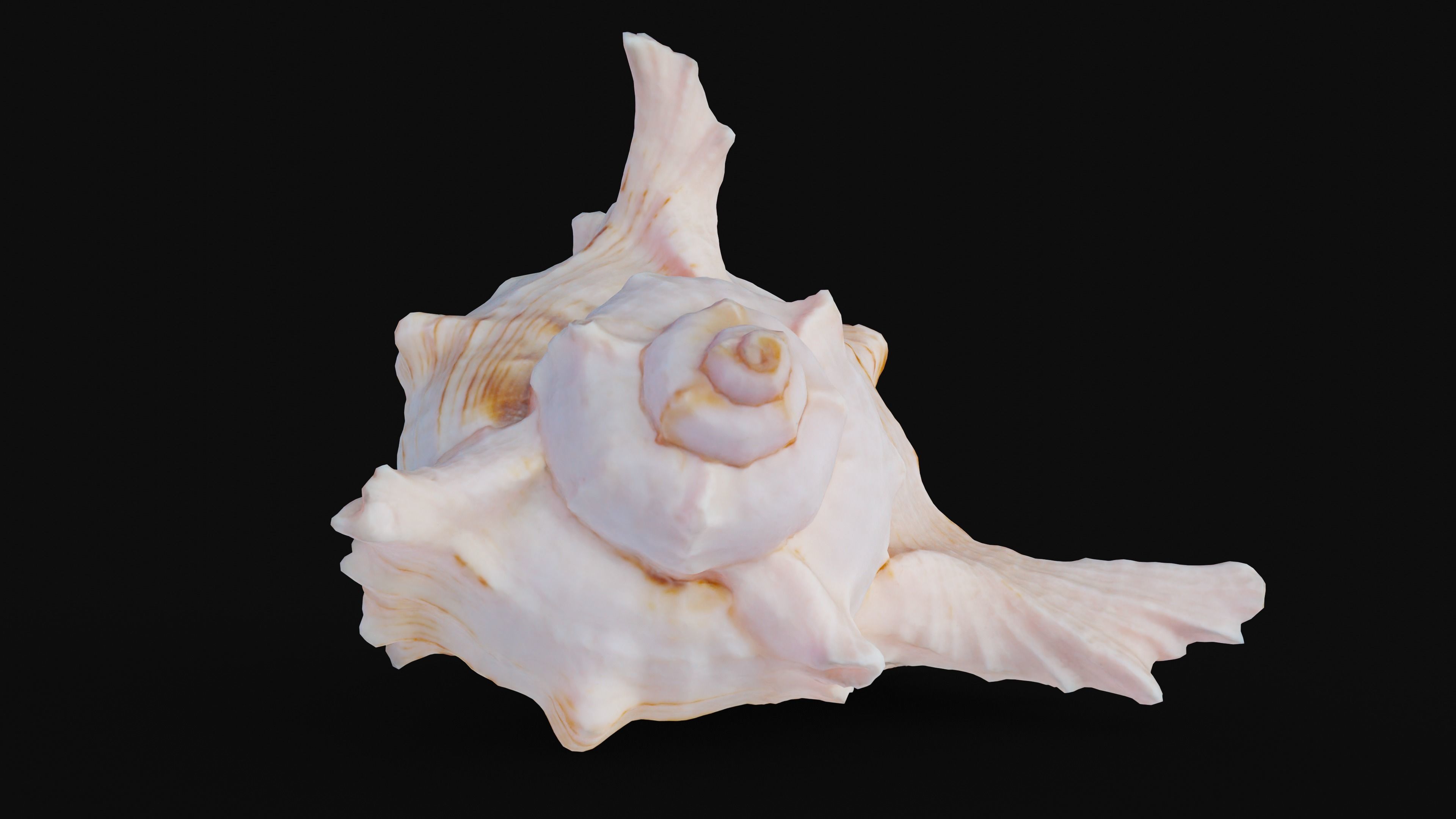 Murex Sea Shell Low-poly 3D model_2