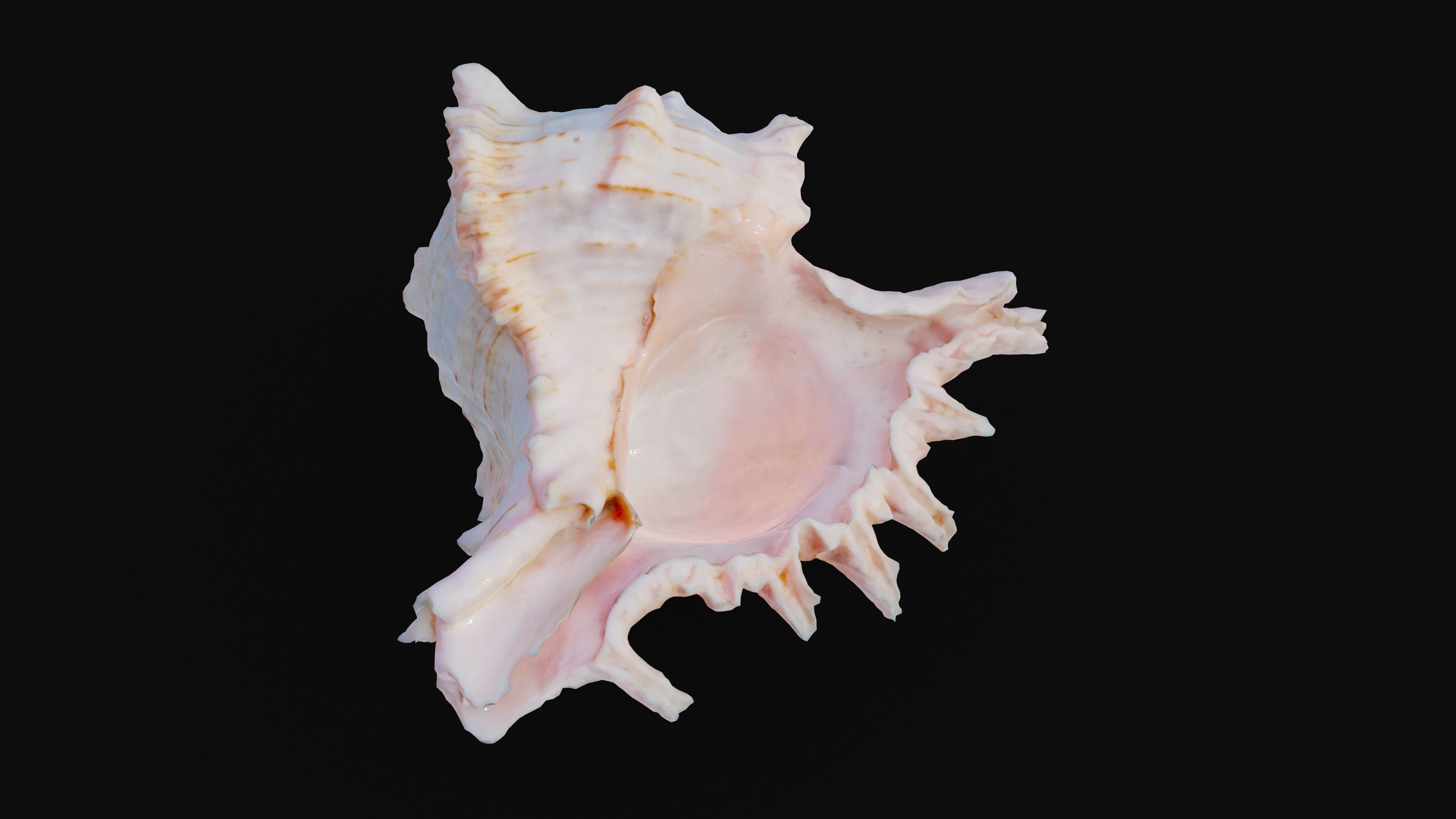 Murex Sea Shell Low-poly 3D model_13