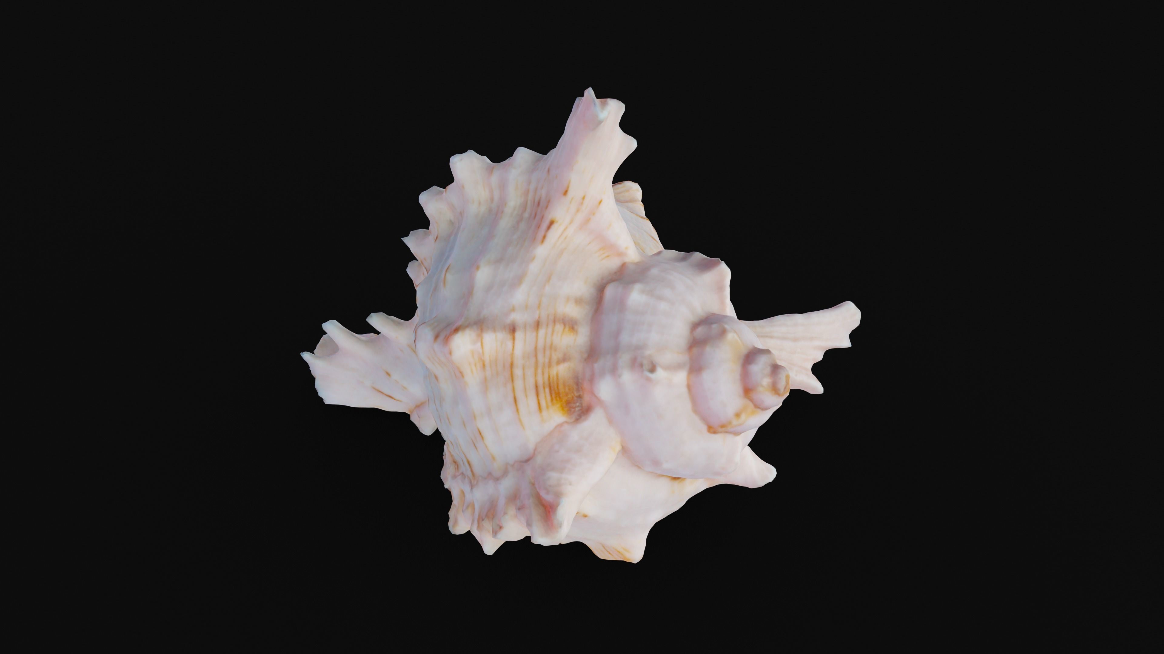 Murex Sea Shell Low-poly 3D model_41