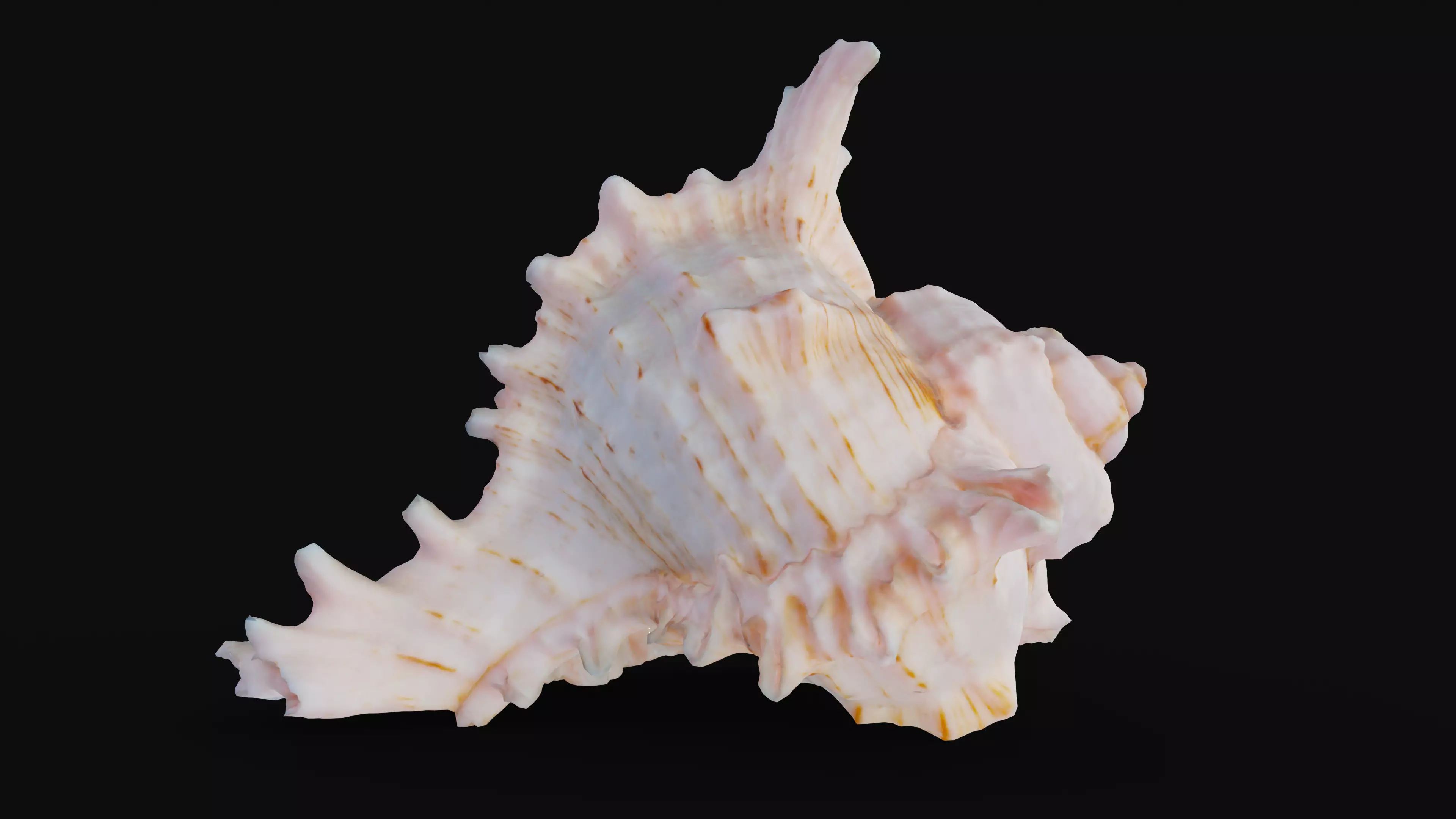 Murex Sea Shell Low-poly 3D model_0