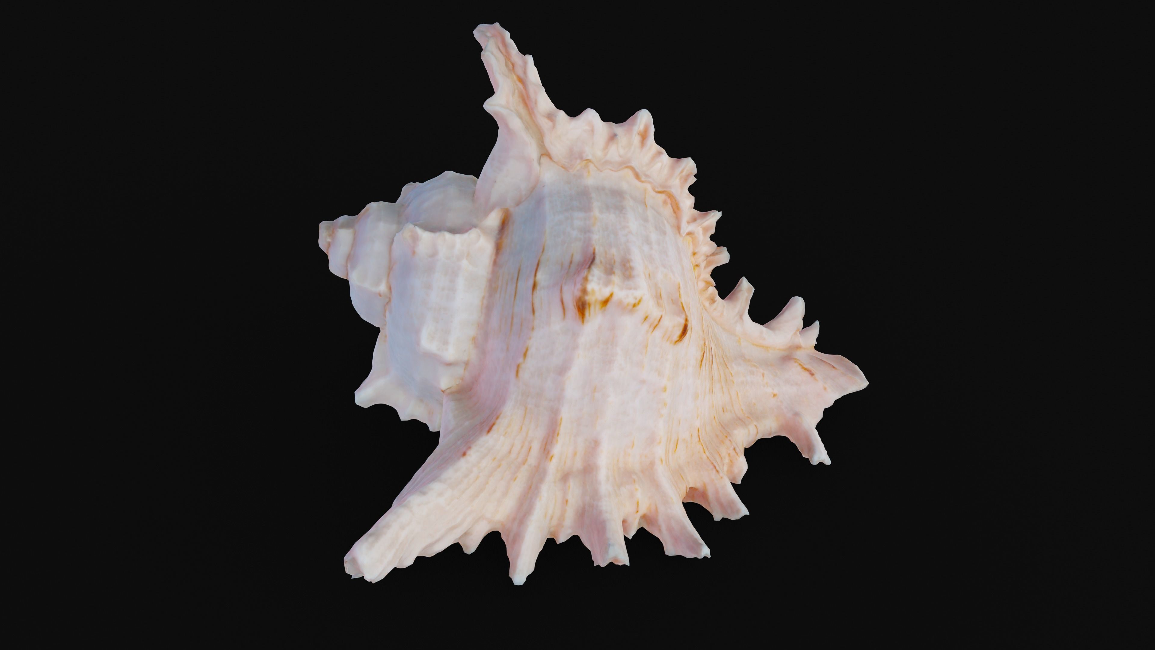 Murex Sea Shell Low-poly 3D model_45