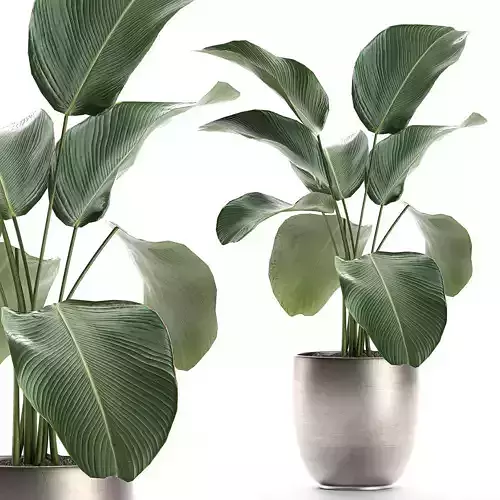 Calathea lutea in a pot for the interior 683 3D model
