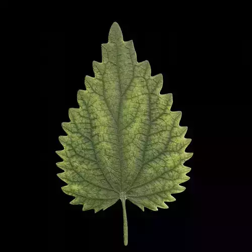 Nettle leaf Low-poly 3D model