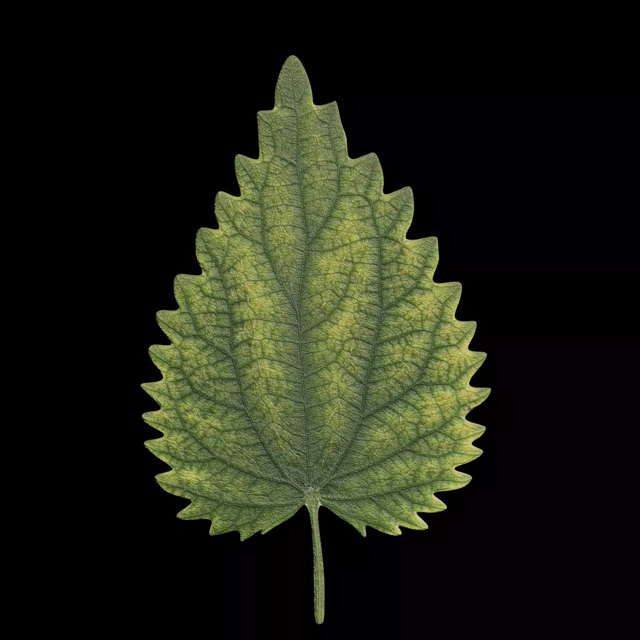 Nettle leaf Low-poly 3D model_0