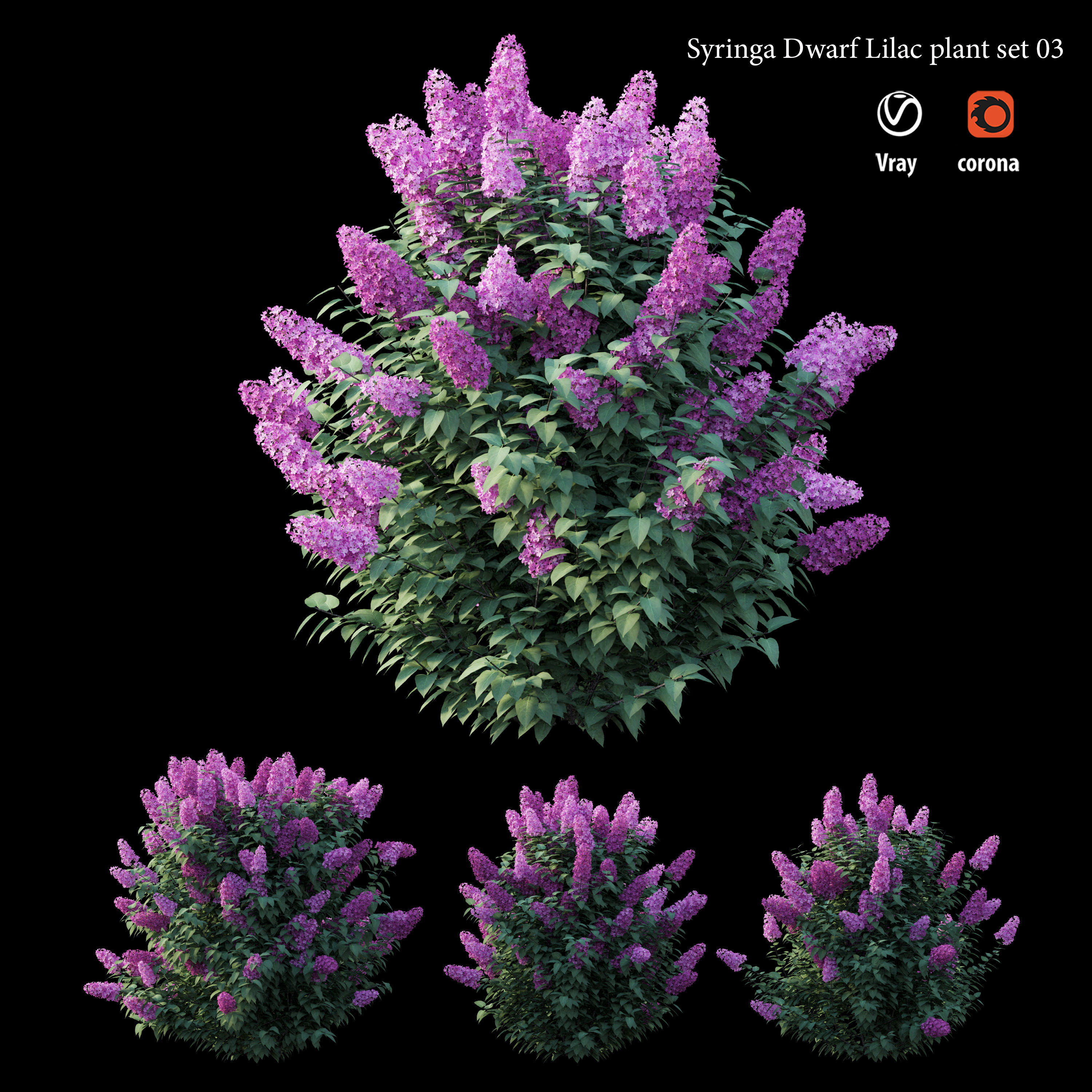 Syringa Dwarf Lilac plant set 03 3D model_1