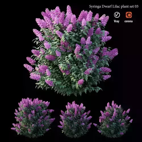 Syringa Dwarf Lilac plant set 03 3D model